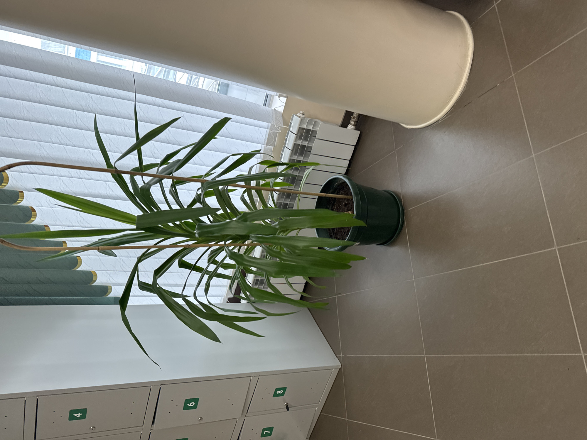 The image depicts an indoor scene with a tiled floor, located in Unknown, Unknown. A large, leafy green plant in a dark green pot with a saucer stands centrally. The plant has long, narrow leaves and is supported by two slender wooden stakes. To the left, a stack of four light-colored metal lockers is visible, each featuring a small square green number sticker (4, 6, 7, 8). Locker 8 has a key inserted. Behind the plant, a window is fitted with white vertical blinds, partially revealing a blurry exterior scene. Below the window, a white radiator is installed. A light-colored, wide cylindrical or conical column extends vertically along the right side of the frame, partially obscuring the background. The floor is composed of brown-grey square tiles with light grey grout lines. Above the window, a dark teal-green curtain header with gold trim is visible.