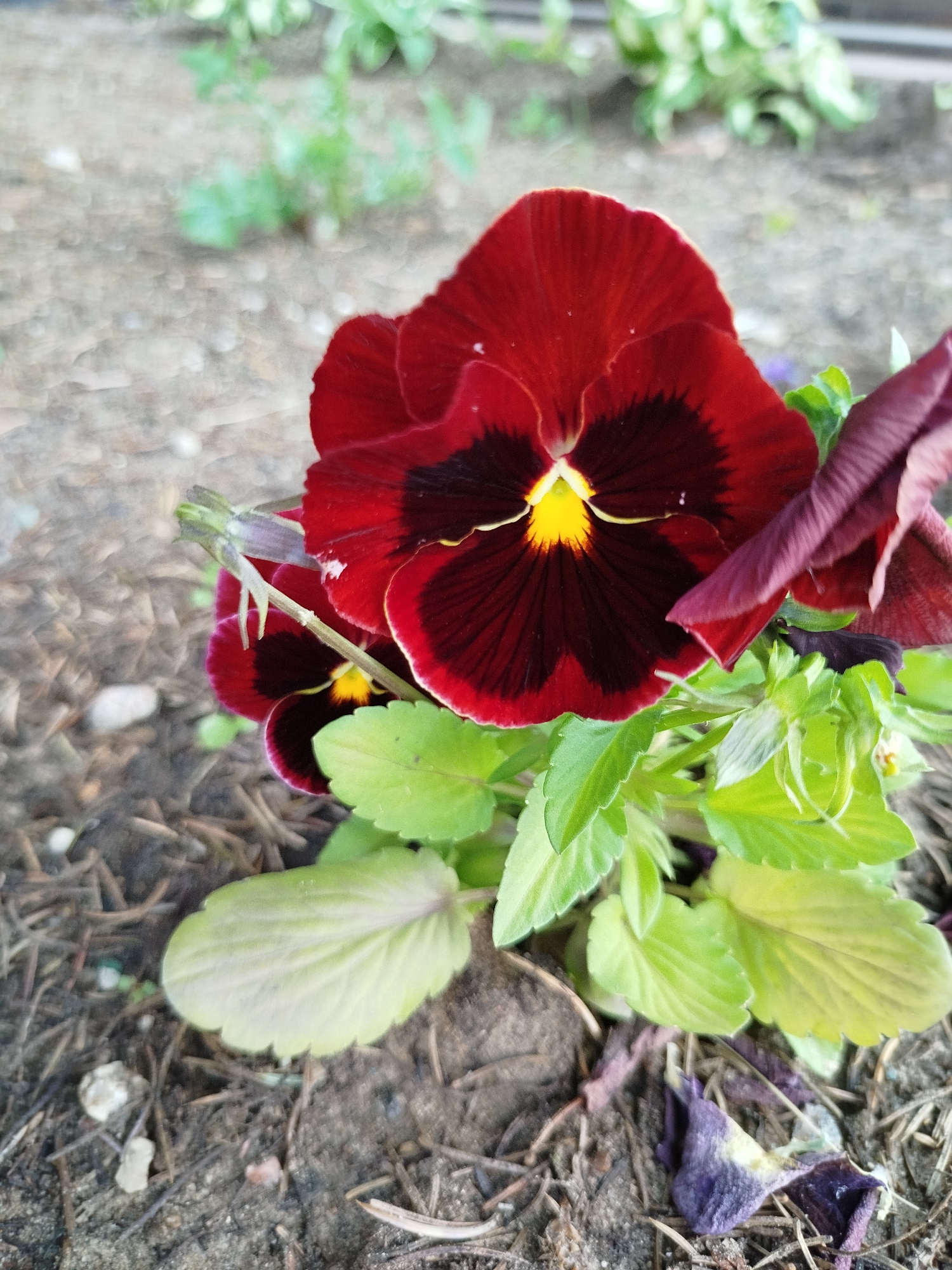 This is a close-up, vertical shot of a deep red pansy flower with a dark center and a bright yellow heart. The flower is in focus, with its velvety petals clearly visible. Several other pansy blooms, some in shades of deep red and purple, are partially visible, along with vibrant green leaves. The background is a soft blur of earth, small stones, and dried plant matter, indicating a garden or outdoor setting. The lighting suggests it is daytime, and the clarity of the flower hints at fair weather. The image provides a detailed look at the delicate texture and rich color of the pansies. No text is visible in the image. The location context is Navapolatsk, Belarus.