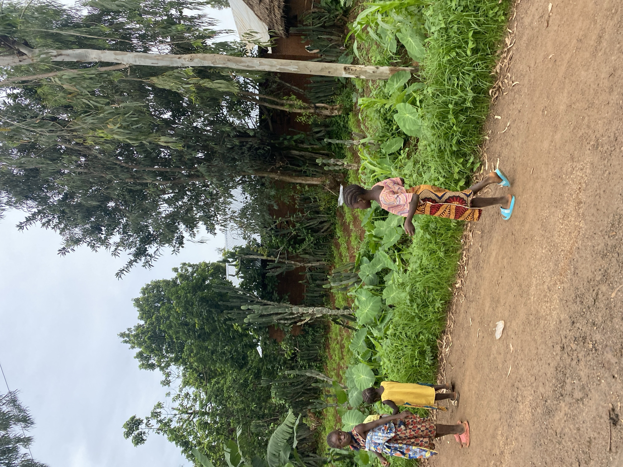In Makera, Nigeria, three young girls are visible on a dirt road. The girl on the left wears a colorful dress and pink sandals. Next to her, a younger girl in a yellow dress stands with her back to the camera. The third girl, further to the right, is wearing a patterned dress and blue sandals. She is walking towards the right side of the frame. Behind them, a lush garden is present, featuring large green leaves, tall cacti, and trees. The background shows a red clay wall and some thatched-roof buildings, suggesting a rural or semi-rural setting. The sky is overcast.