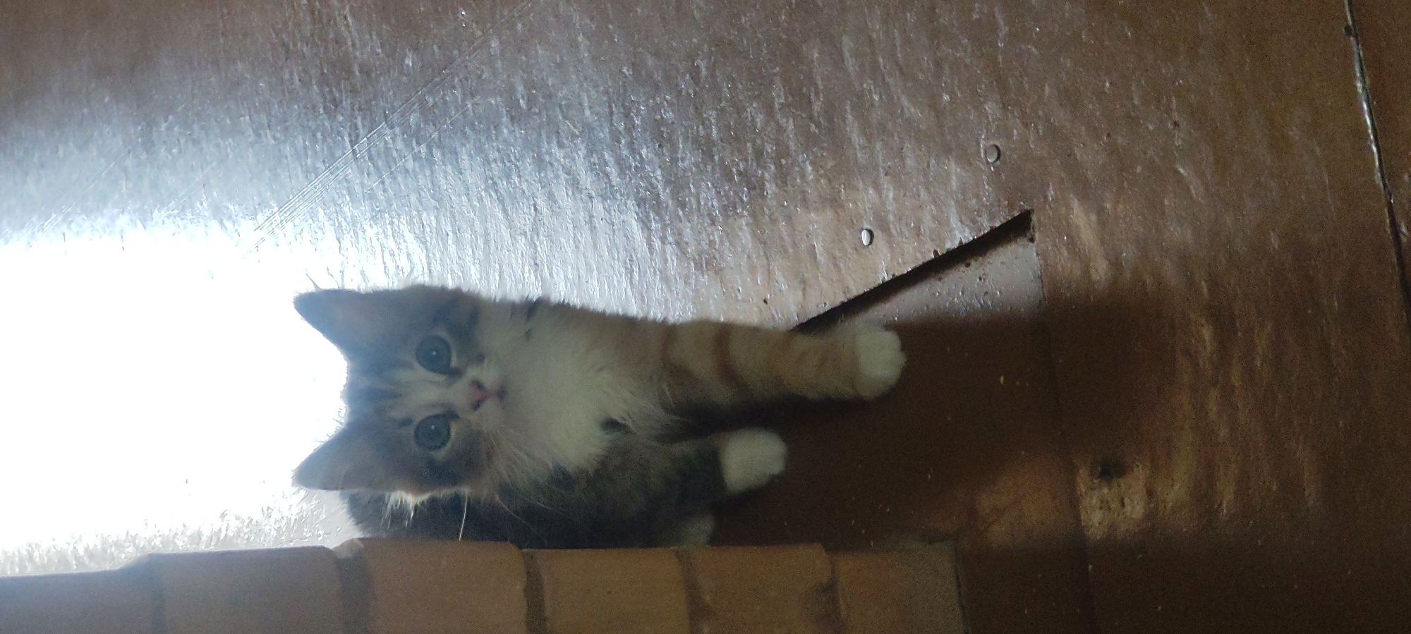An indoor, medium-shot, eye-level photograph shows a calico kitten standing on a wooden floor next to a brick wall. The kitten is facing forward, looking directly at the camera with its blue eyes. The kitten has gray, white, and orange fur, with white paws and a white chest. Its left side is partially obscured by the brick wall, which is made of rectangular bricks. The wooden floor appears to be distressed and worn, with visible grain and a gap in the planks. A bright light source, likely sunlight, is casting a strong glare on the floor from the upper right side of the frame, creating a bright, washed-out area and a shadow of the kitten on the floor. The scene is set in an interior space that could be a home or another building. The location is specified as Malaya Listovka, Russia, which is a village in the Saratov Oblast.