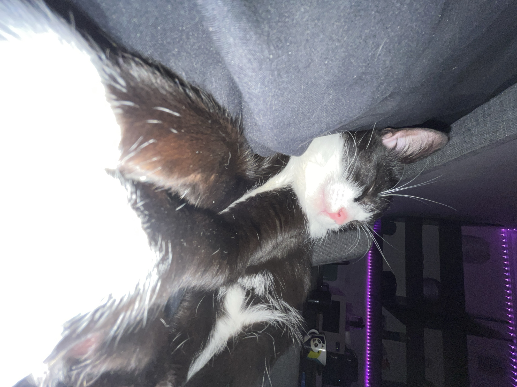 A black and white cat is lying on a gray surface with a dark gray cloth or blanket partially covering it. The cat has a pink nose and white whiskers. In the background, there are dark objects, including a cabinet with a small figure on it, and vertical lines of purple LED lights. The location is not determinable from the image and there is no indication of it being in Saint Petersburg, Russia.