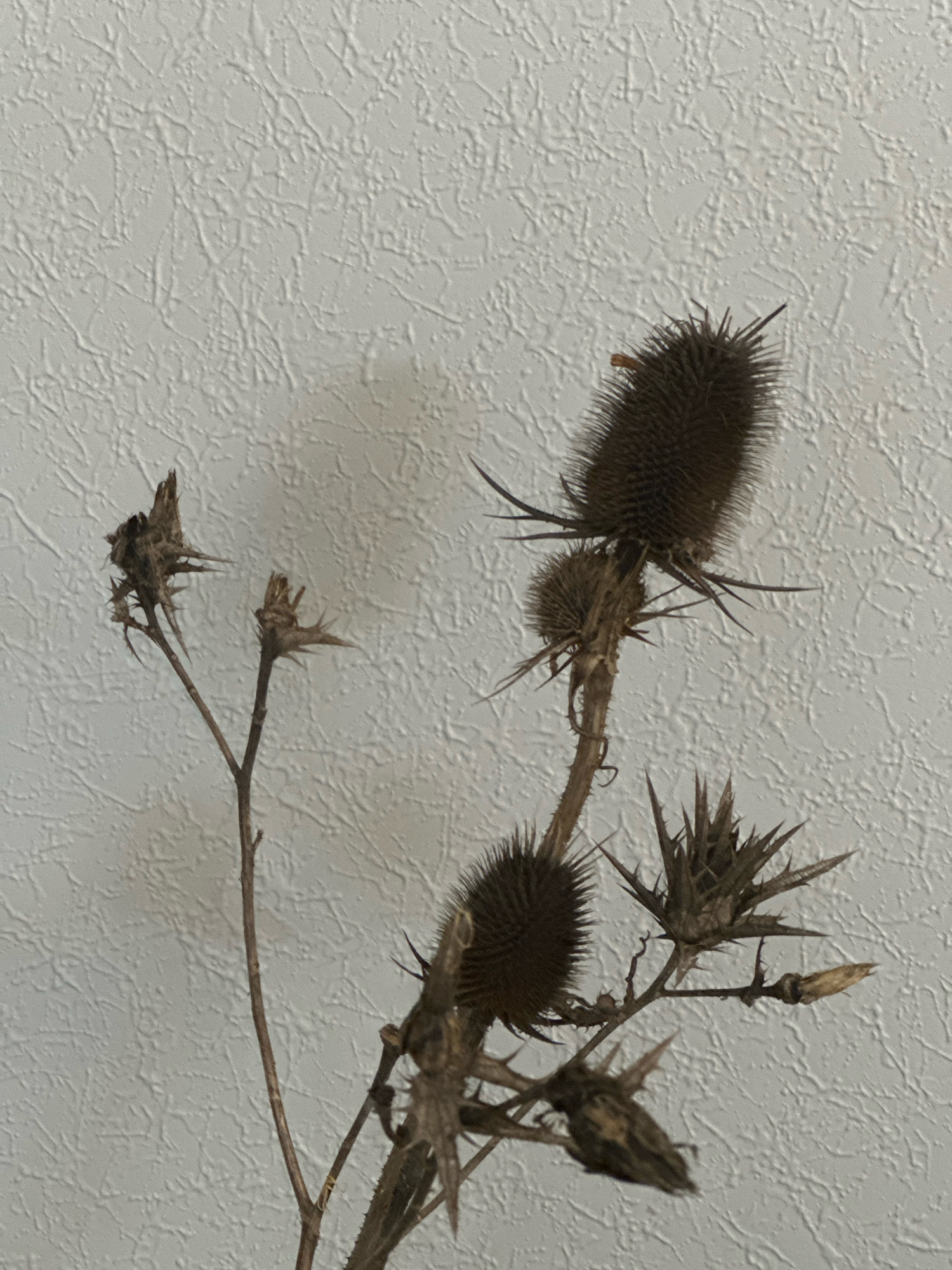 The image depicts dried thistles against a textured white wall. There are several dried thistle flower heads, some spiky and brown, others more rounded and covered in darker, finer spines. One of the larger thistle heads has a small orange insect on its surface. The thistles are attached to thin, brittle stems. The background is a plain white wall with a rough, raised pattern. The lighting is even, casting minimal shadows. This image does not contain any information to determine its location in Nevinnomyssk, Russia.