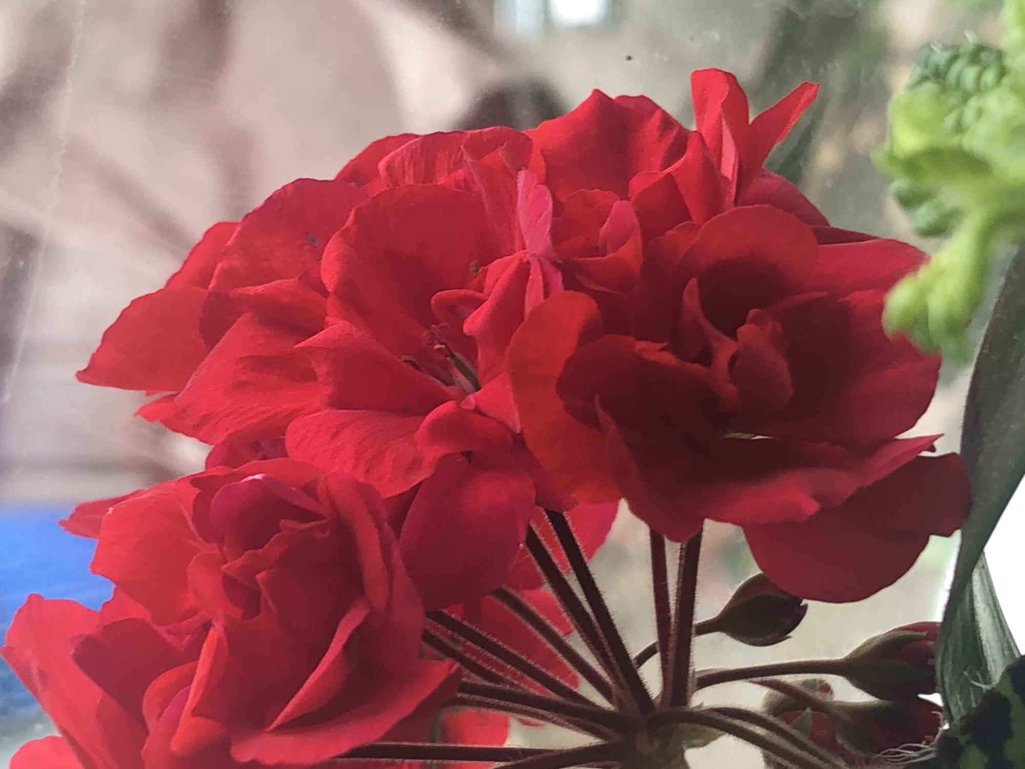 A close-up, low-angle shot focuses on a cluster of bright red geranium flowers, likely in a pot, with some unopened buds visible. The flowers have multiple layers of petals, giving them a ruffled appearance. The background is blurred and consists of muted tones, suggesting it might be a window with an out-of-focus view of the outside. There are no people or animals visible in the image. The scene appears to be indoors or in a protected outdoor space, given the lighting and the proximity to what might be a windowpane. The image is sharpest on the central flowers, with a shallow depth of field. No specific location in the city of Пионерский, Russia can be identified from the visual information alone.