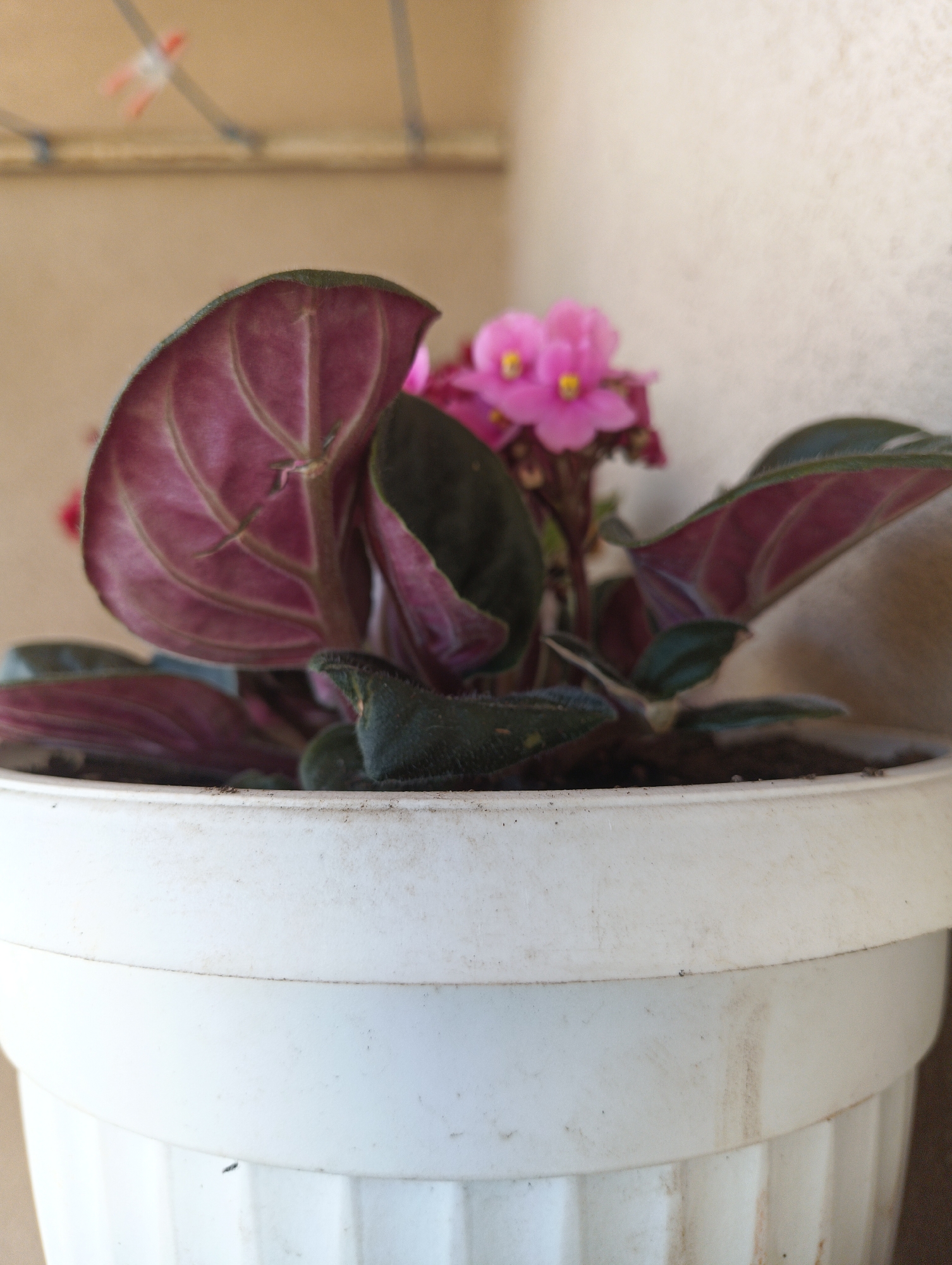 A close-up, slightly low-angle shot captures a potted African violet plant with pink blossoms. The plant is housed in a white plastic pot that shows some dirt and wear. The leaves of the violet are a deep purple-green with prominent veins. In the background, a beige wall and what appears to be string or wire are visible. The image appears to be taken in an outdoor setting, possibly a balcony or patio, in Karnobat, Bulgaria.