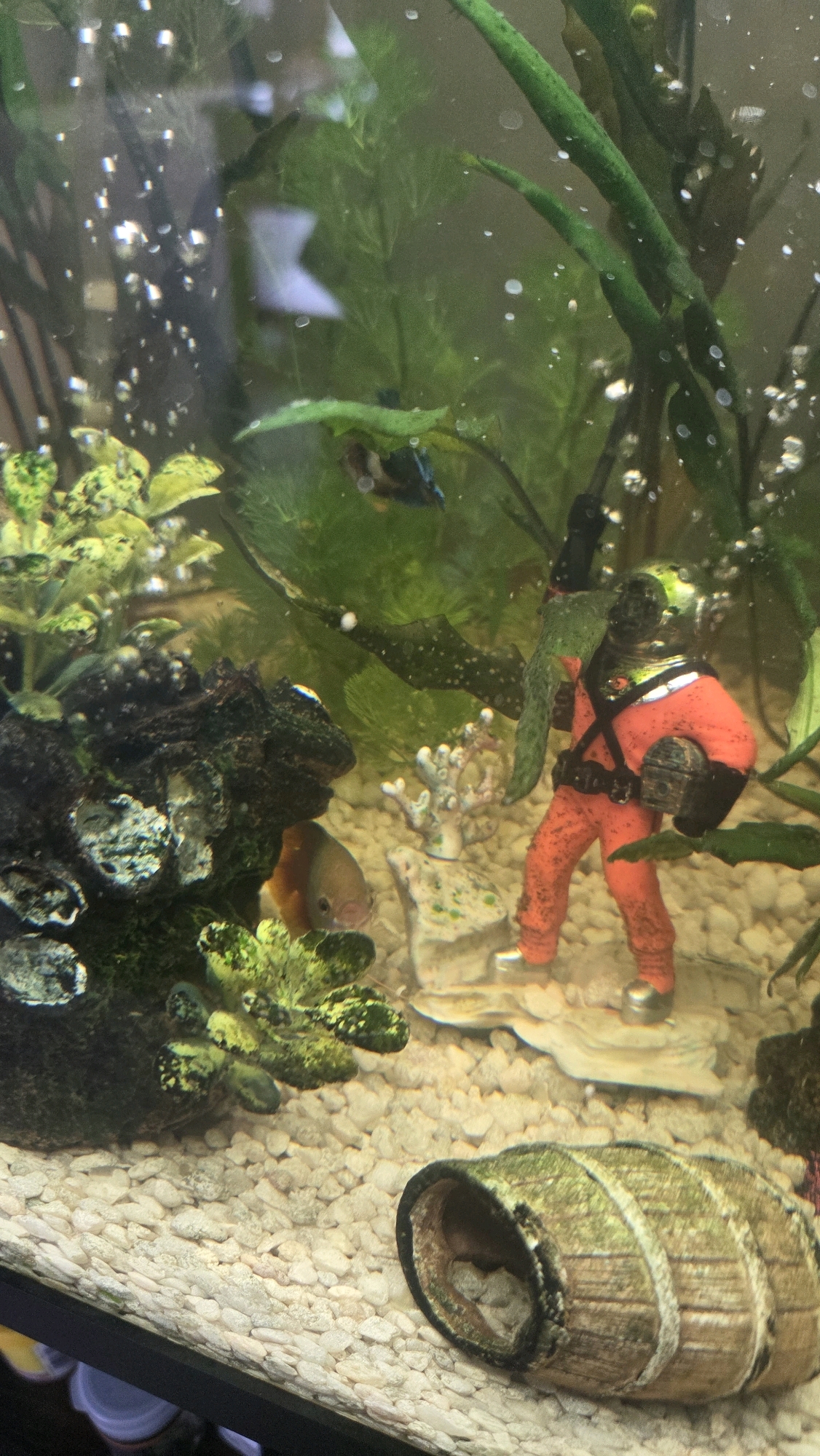 This is a close-up, eye-level, vertical, full shot of an aquarium, with a focus on the bottom portion of the tank. The environment is an underwater scene with various aquatic decorations and at least two fish. The substrate is composed of light-colored, small, rounded pebbles. To the left, a dark, rocky decoration with green, mottled aquatic plants is partially visible. In the mid-ground, a small, reddish-brown fish swims towards the left, with its mouth slightly open. Further to the right, a decorative figurine of a deep-sea diver in an orange suit and green helmet stands on a light-colored, textured base. This diver figurine is holding a helmet-like object in its right hand. Behind the diver, a light-colored, branched decorative coral is visible. In the background, various green aquatic plants, some with elongated leaves and others feathery, fill the space, with air bubbles rising to the surface. A few small, dark fish are also visible in the upper background, swimming among the plants. In the lower right corner, a decorative barrel with a weathered, greenish-brown appearance lies on its side, with its hollow interior visible. No people are present in the image. The overall scene depicts a vibrant, artificial underwater environment within a domestic aquarium, likely located in Oak Lawn, United States of America, given the prompt.