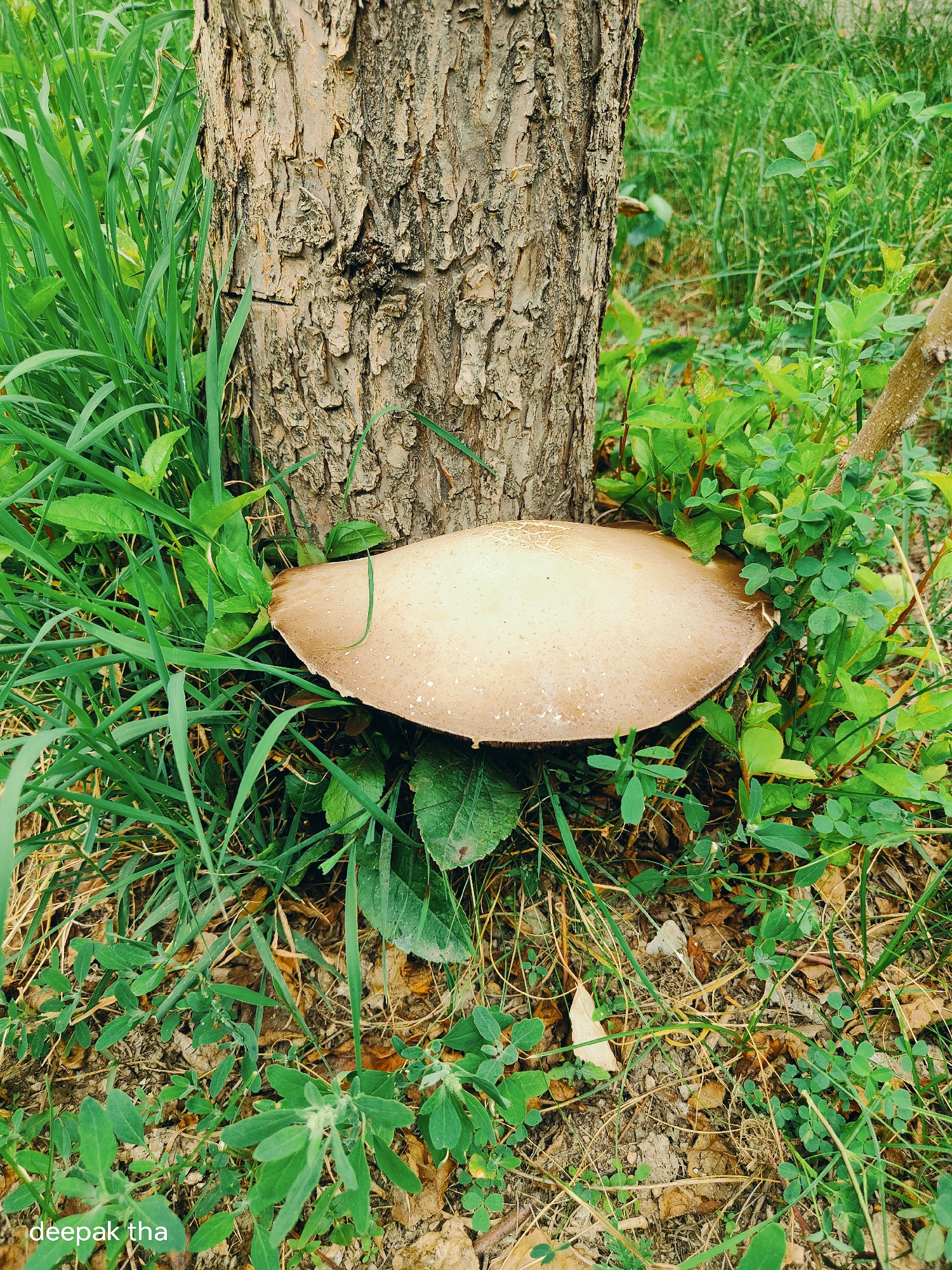 The image shows a large, tan-colored mushroom growing at the base of a tree. The tree has rough, textured bark and is surrounded by green grass and other vegetation. The mushroom has a wide, flat cap with a slightly darker edge. The scene appears to be outdoors, in a natural setting. There is no indication of a specific location within the city of Leh, India. There are no people or actions depicted in the image.