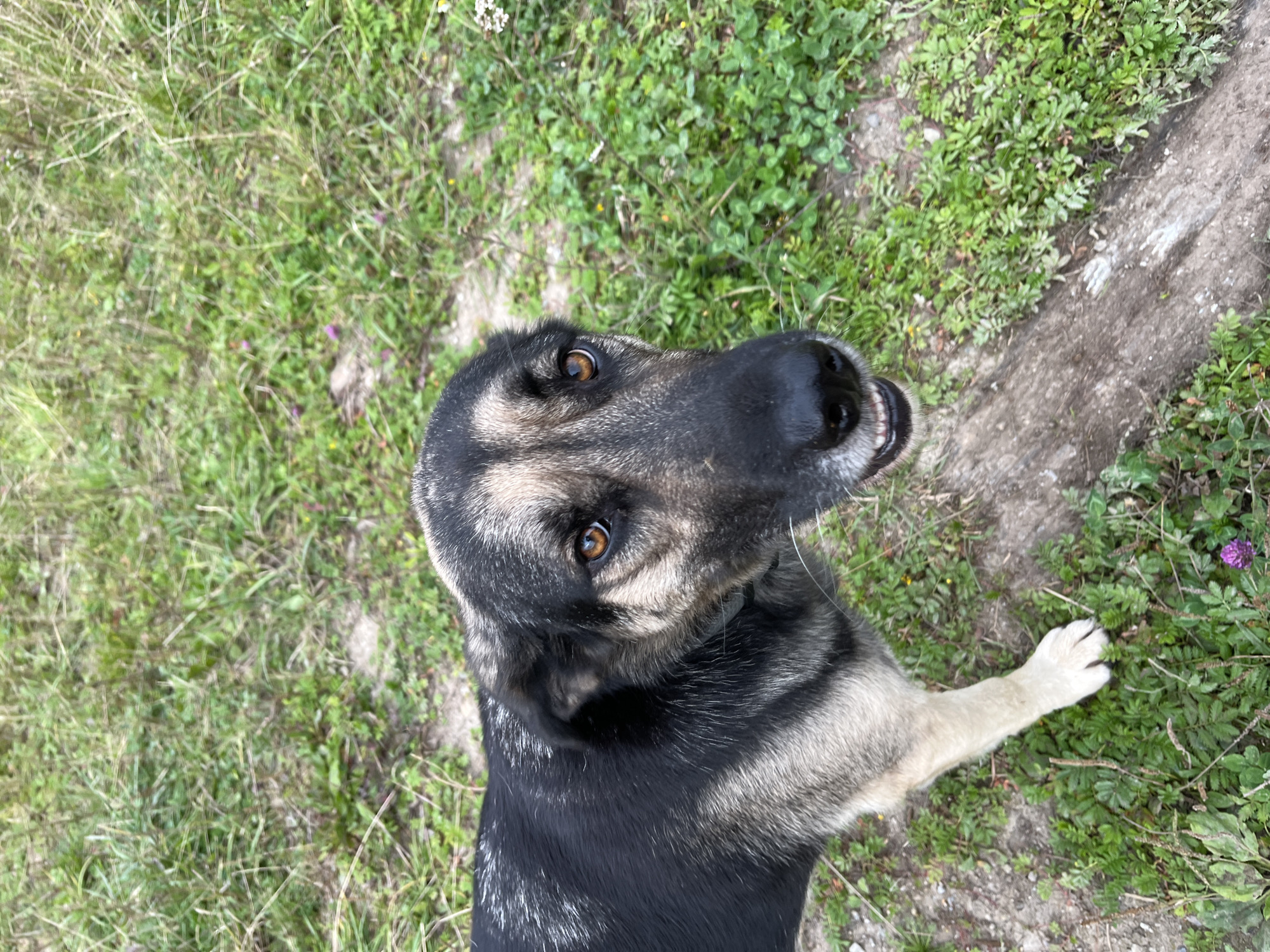 A medium shot of a mixed-breed dog with black and tan fur, standing outdoors on a grassy area with some dirt and a log. The dog is looking directly at the camera with its mouth slightly open, revealing its teeth. The background consists of green grass and some scattered small purple and white flowers. The lighting is natural and overcast. The scene appears to be in a natural or park-like setting, possibly on the outskirts of Nizhny Tagil, Russia.
