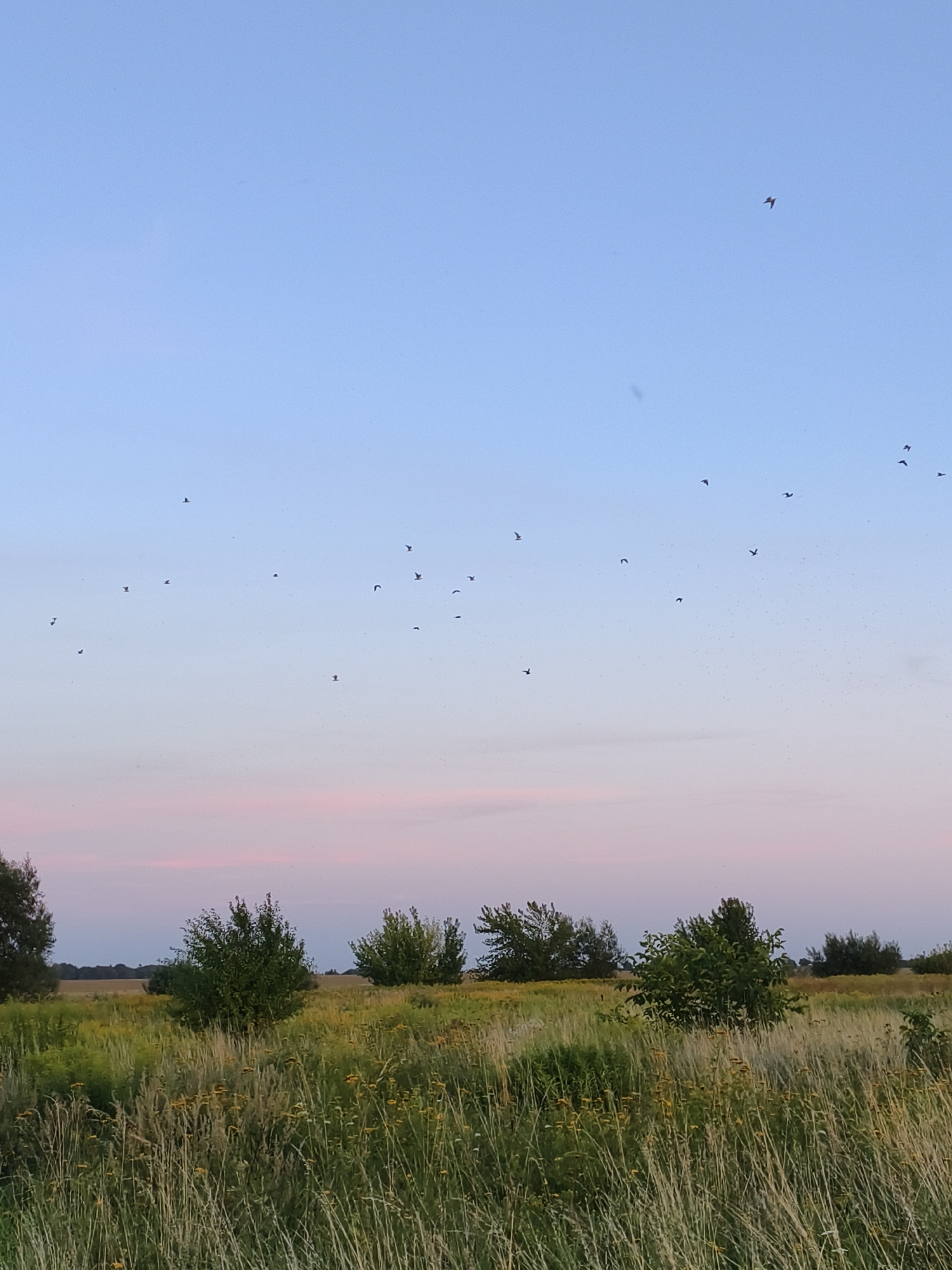 The image shows a wide-angle view of a field at sunset. The sky is a gradient of pale blue at the top, transitioning to pink and light purple near the horizon. A flock of birds is scattered across the sky. In the foreground, a field of tall grass and wildflowers is visible, with scattered trees and bushes in the middle ground. The overall impression is one of a peaceful, natural landscape. The image was taken in Tczew, Poland.
