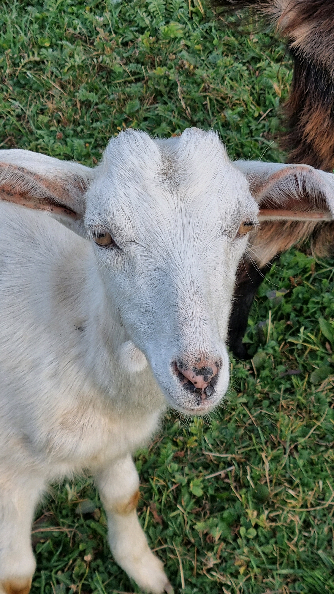 A close-up, eye-level, vertical shot focuses on the head and upper body of a white goat with prominent ears and a light brown nose. The goat is standing on green grass, with another goat's dark brown fur visible in the background. The scene is set outdoors, likely in a rural area, given the presence of goats and grassy terrain, consistent with the agricultural landscape of Izky, Ukraine.