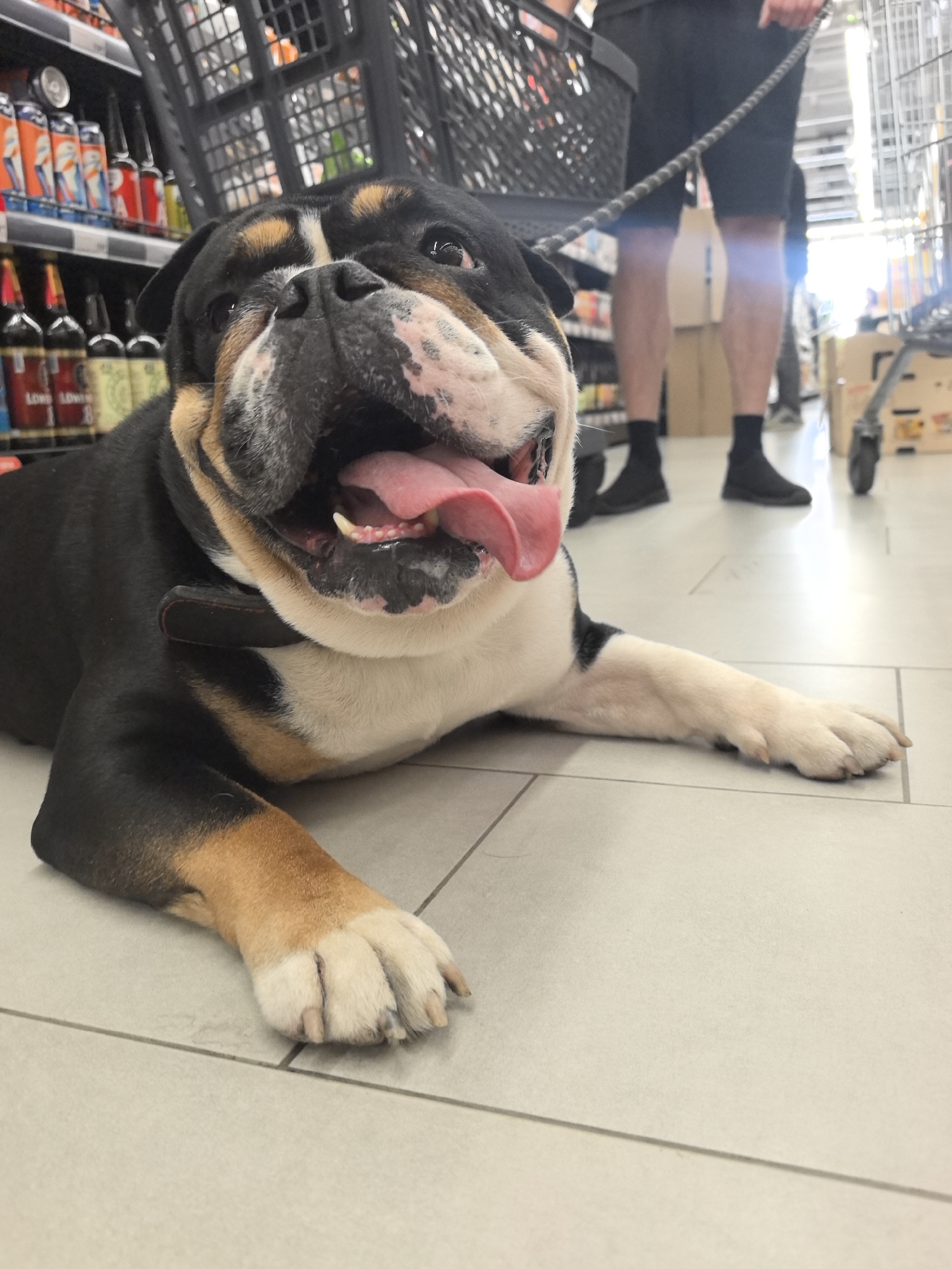 An English Bulldog is lying on the tiled floor of a supermarket aisle in Nizhny Novgorod, Russia. The dog is black, white, and tan with its mouth open and tongue hanging out. A person, seen from the knees down, is standing behind the dog, holding a leash that is attached to the dog's collar. The person is wearing black shorts and black socks. To the left of the dog are shelves stocked with bottles and cans. To the right of the dog is a shopping cart. The floor is light-colored tile with visible grout lines. The background is blurred, showing more supermarket shelving and the bright lighting of the store.
