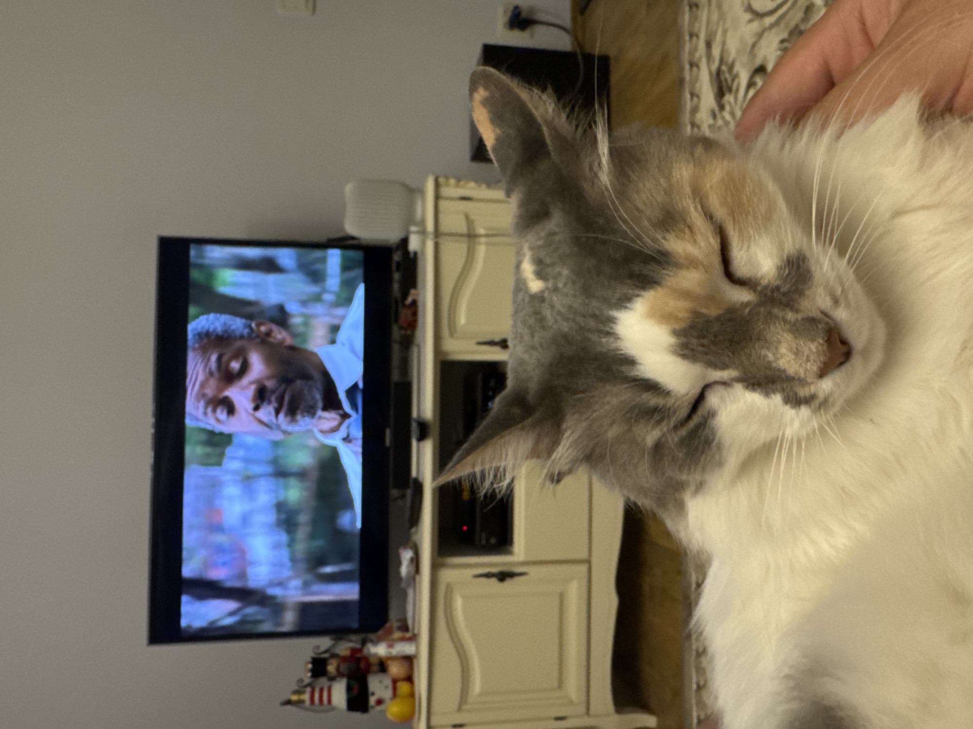 In the foreground, a domestic cat with white, gray, and calico markings is resting, with its eyes closed and its head being petted by a human hand. In the background, a television screen displays an image of Denzel Washington. The television is placed on top of a white wooden cabinet with drawers and doors. To the left of the television, a festive decoration featuring a snowman and a soldier is visible. The scene appears to be indoors, possibly a living room, with a patterned rug on the floor. The lighting suggests it is nighttime or a dimly lit room. The location of Yeysk, Russia is not depicted in the image.
