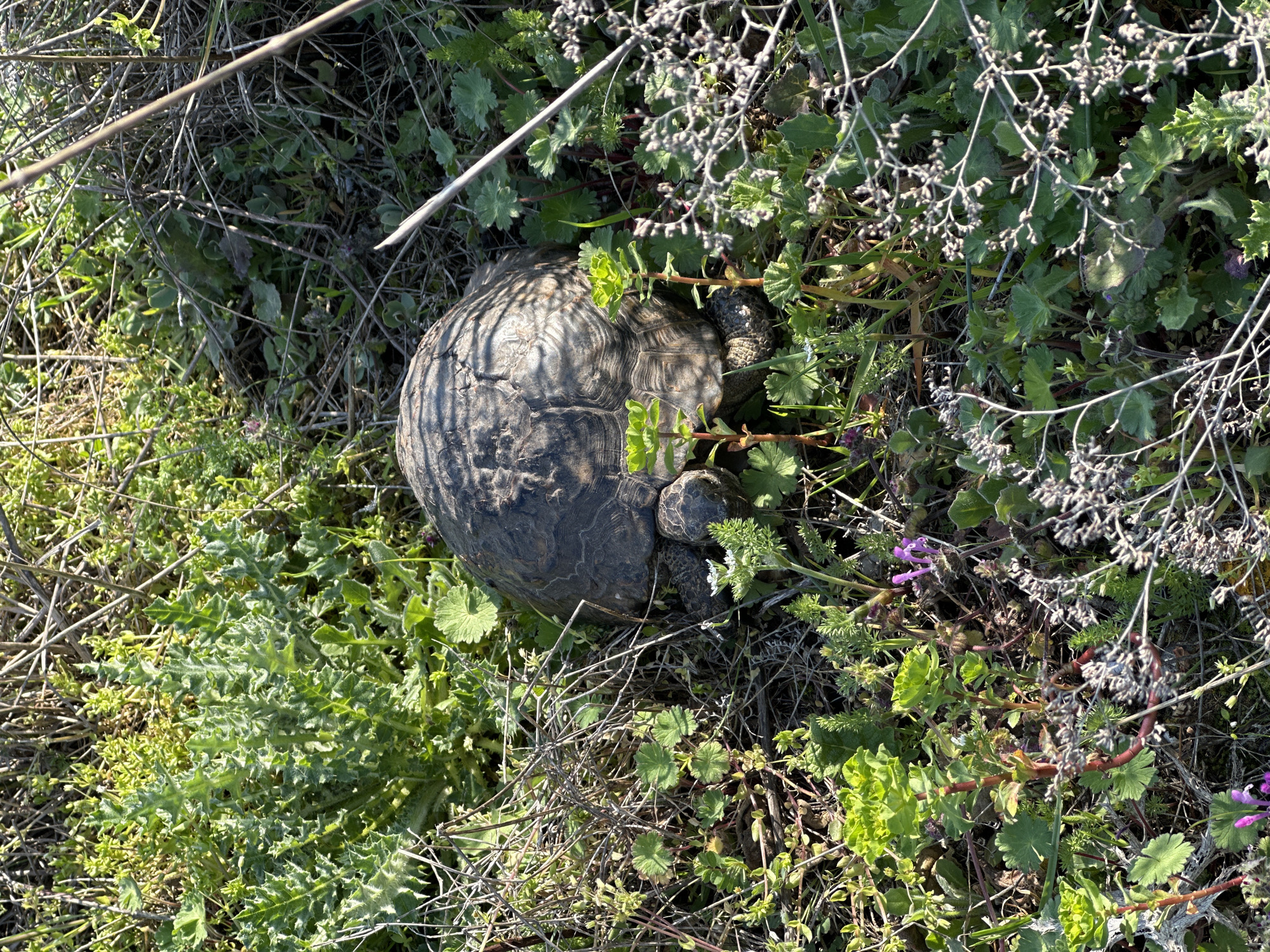 A turtle is nestled among various types of green plants, dried stems, and small purple flowers. The turtle's shell is grey and cracked. This scene is located in Sveti Nikola, Bulgaria.