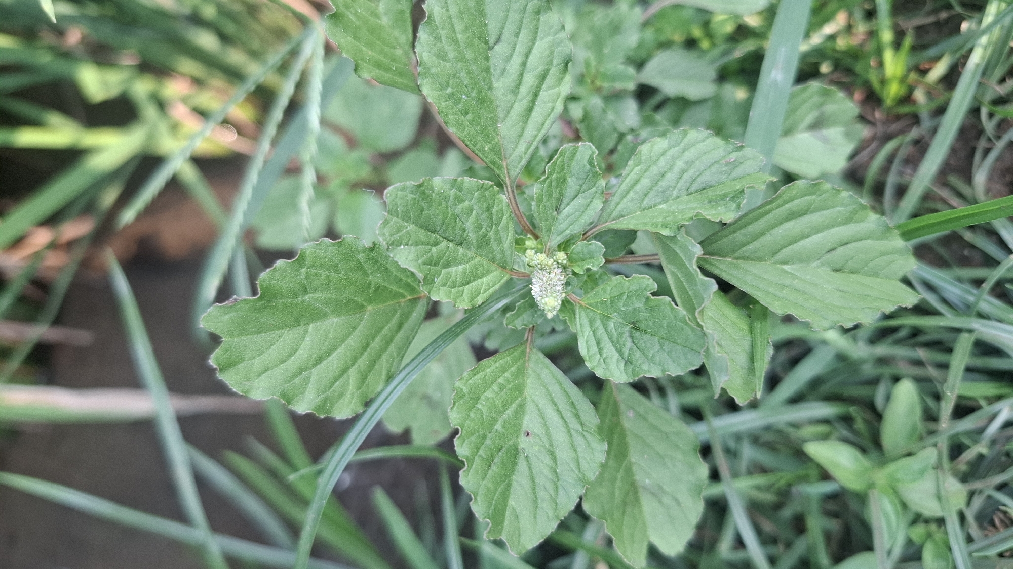 In Rahong, Indonesia, a close-up, top-down view captures a small green plant with ovate leaves, each featuring a serrated edge and prominent veins. The leaves grow in an alternating pattern along a reddish stem, culminating in a cluster of tiny, pale green flowers at the apex. The plant is surrounded by blades of grass, some of which are out of focus in the background, creating a shallow depth of field. The lighting suggests it is daytime, possibly with dappled sunlight.