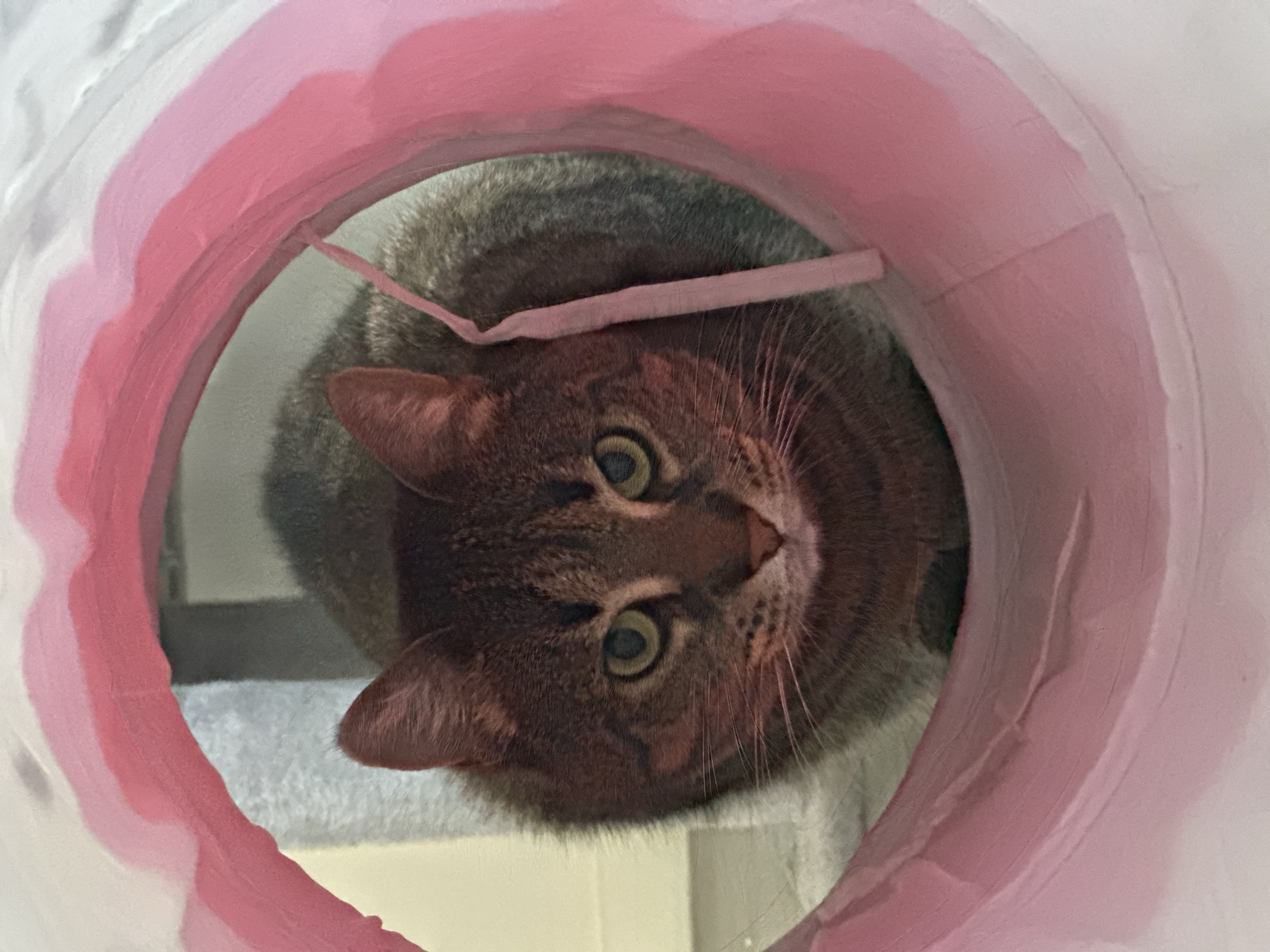 An eye-level close-up shot captures a domestic cat peering out of a circular cat tunnel. The cat, exhibiting a tabby-like coat with shades of brown and grey, occupies the center of the frame, looking directly at the viewer with wide, alert green eyes. Its head is slightly tilted, conveying a sense of curiosity.
The cat is positioned inside a soft, fabric tunnel, which forms a prominent pink and white circular frame around its face. The tunnel's opening features wavy, layered bands of varying shades of pink and white, with a thin pink strap or band stretching across the top part of the opening, likely contributing to the tunnel's structure.
The background visible inside the tunnel, behind the cat, appears to be a light-colored, possibly carpeted surface or a wall. The lighting is soft and consistent, suggesting an indoor setting without direct harsh light. The image captures a moment of playful interaction, likely within a home in Châtenay-Malabry, France. No text is visible in the image.