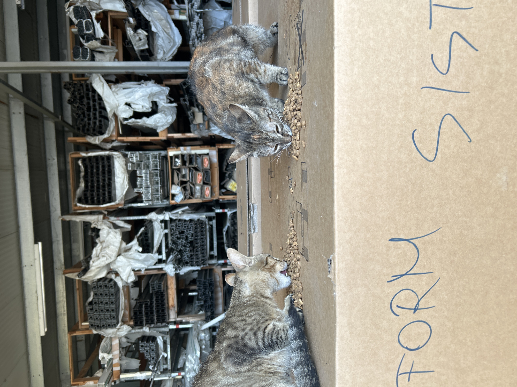 Two cats, one tabby and one calico, are eating dry kibble from a pile on a cardboard box. The box has the words "FORM SIST" written on it in blue marker. The background consists of shelves filled with metal extrusions and white plastic sheeting in what appears to be a warehouse or storage facility. The lighting suggests an indoor, possibly industrial, setting. The location is Struma, Bulgaria.