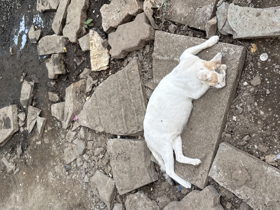 A white and orange calico cat lies motionless on its right side atop a broken, flat grey concrete slab in Ulhasnagar, India. Its body is elongated, with its head resting on the slab. The cat's fur is predominantly white, with clear orange and dark brown patches on its head, ears, and a portion of its tail. A small dark spot is visible on its upper left flank. The surrounding ground is unpaved, composed of dark brown soil, loose gravel, and numerous irregular, broken grey concrete pieces of various sizes and shapes. Interspersed within the debris are small fragments of litter, including a pink wrapper, a piece of crumpled newspaper, a white plastic bottle cap, and a small green plant sprout. A shallow puddle of dark liquid is visible towards the upper right of the frame, indicating moisture or recent precipitation. No other subjects or active interactions are observed. The environment appears neglected and unkempt, consistent with an urban or semi-urban undeveloped area.