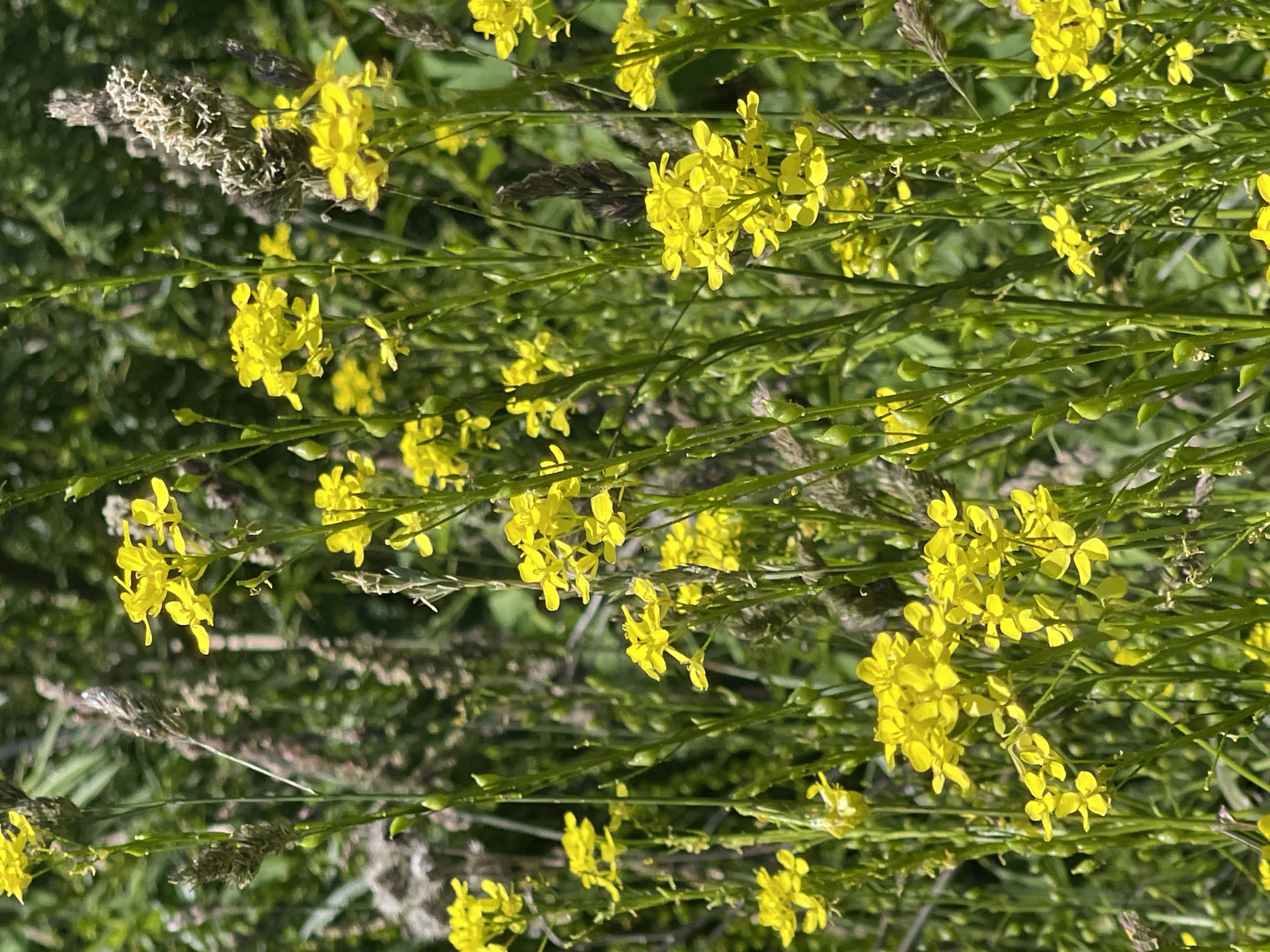 This image is a close-up, vertically oriented photograph of a patch of wild yellow flowers growing in a natural setting. The flowers are small and clustered, with delicate petals. They are interspersed with thin, green stems and some dried, brown grass or seed heads. The background is a blur of green foliage, suggesting a field or meadow. The lighting indicates it is daytime, with the sun casting a bright light that creates some highlights on the petals and stems. There is no text visible in the image. The overall impression is one of natural beauty and a serene outdoor environment, possibly a rural or park-like area. The location context provided is Zelenogradsk, Russia.