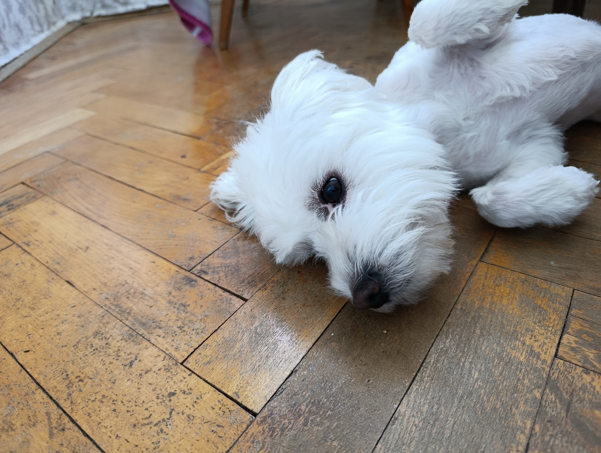 A white dog is lying on its back on a wooden floor. The dog has fluffy white fur and a dark nose. Its eyes are open and it appears to be relaxed. The floor is made of wooden planks laid in a herringbone pattern. The wood has a worn appearance, with some scratches and marks. In the background, a white wall and a pink and white cloth are visible, along with the leg of a wooden chair. The lighting suggests it is daytime, with natural light illuminating the scene. The dog's relaxed posture and open eyes suggest it is comfortable and possibly playful or tired. The setting appears to be indoors, likely a home. There is no visible text in the image.