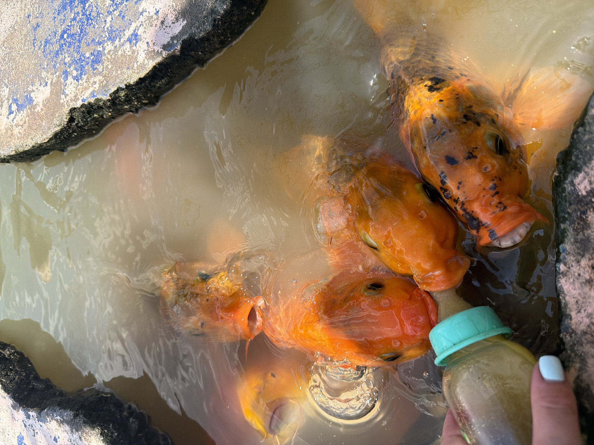Close-up, top-down perspective of orange fish in water, possibly koi, being fed from a baby bottle. The fish are congregated near the bottle, mouths open. A hand with pale blue nail polish holds the bottle. The location is suggested to be Khanh Vinh, Vietnam. The water is murky. The edge of a concrete structure is visible around the water, blue and grey, covered with lichen.