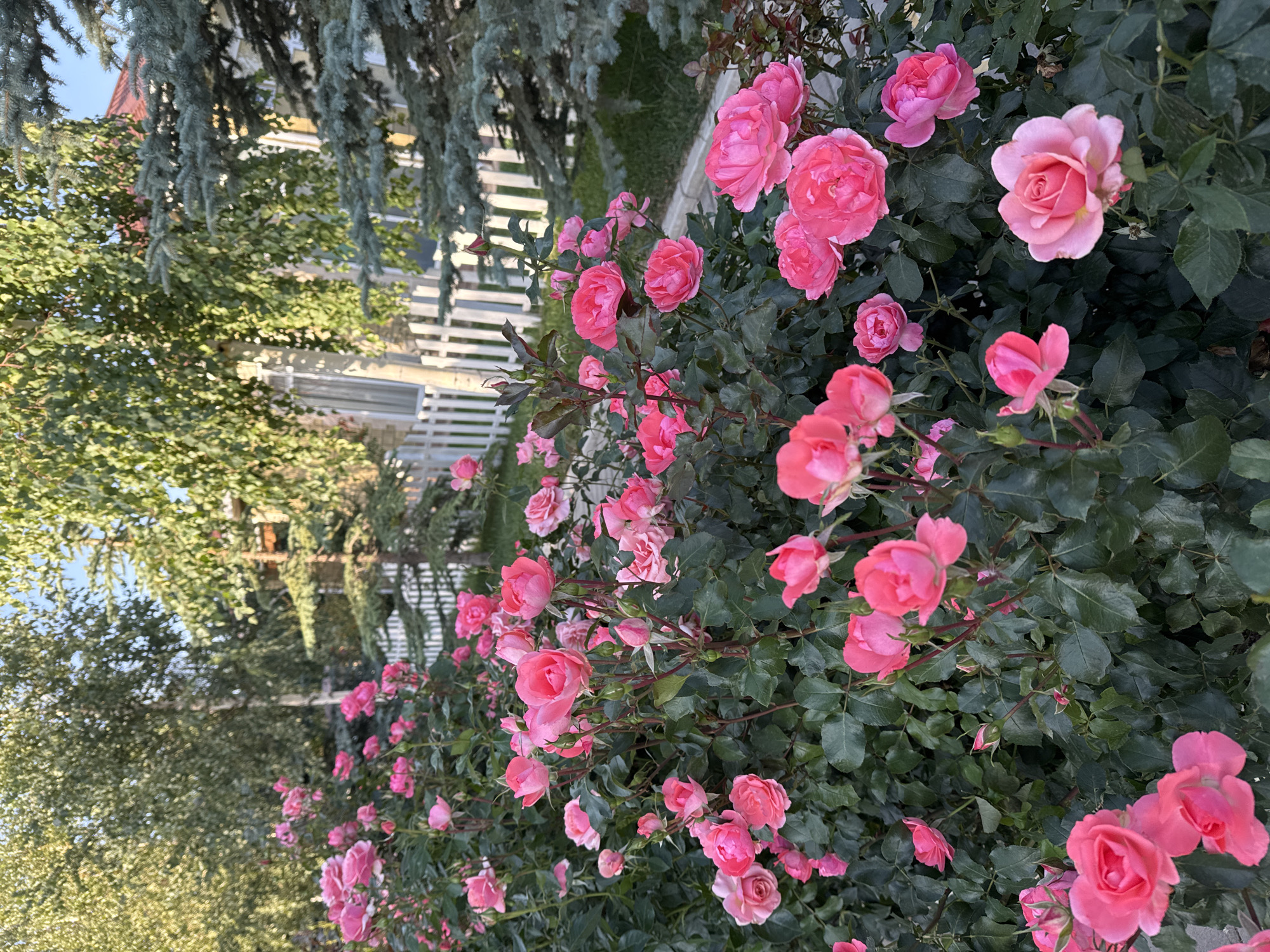 The image captures a vibrant garden in Sary-Oy, Kyrgyzstan, showcasing a dense bush of pink roses in full bloom. The roses exhibit various stages of opening, from tight buds to fully unfurled petals, with hues ranging from soft blush to a deeper fuchsia. The foliage is lush and dark green, providing a striking contrast to the colorful blossoms. In the background, a white picket fence separates the garden from a lawn and mature trees, including what appear to be birch and fir trees. Behind the fence, a house with a reddish roof is partially visible, suggesting a residential setting. The lighting indicates it is likely late afternoon or early evening, with the sunlight casting a warm glow on the scene. There are no people or animals present in the image.