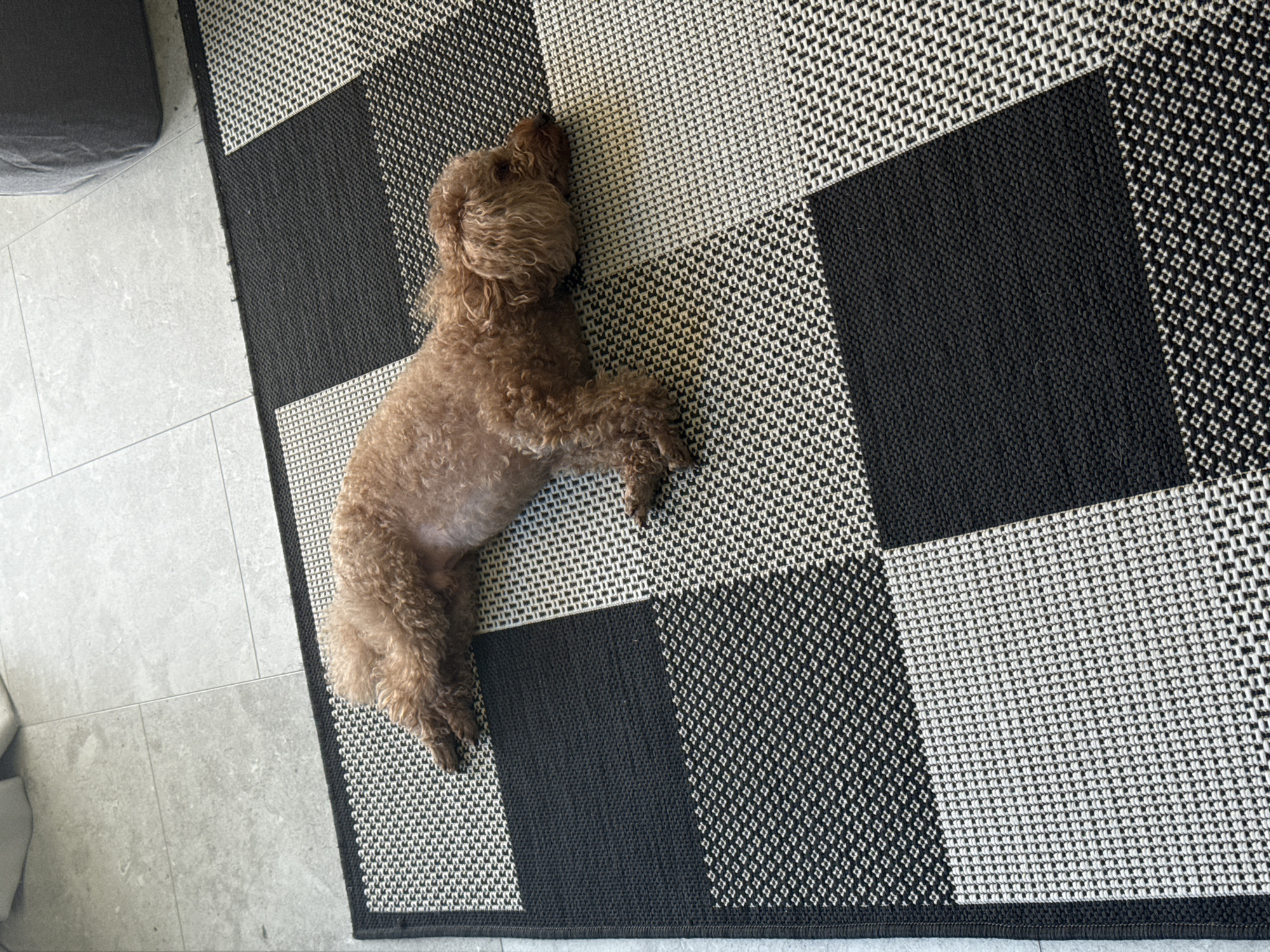 A medium-sized poodle lies belly-up on a black and white checkered rug. The rug sits atop a gray tile floor. Part of a gray couch is visible in the upper left corner. The poodle's fur is curly and brown. The location appears to be indoors. No information suggests this is in Plovdiv, Bulgaria.