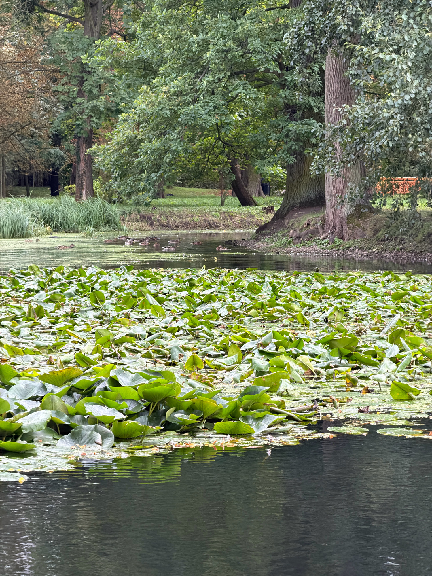 This image depicts a serene pond filled with lily pads and ducks, set against a backdrop of lush trees. The scene is located in the Wrocław Zoological Garden (Wrocławskie Zoo), specifically in its botanical section, which showcases diverse flora and fauna. The foreground is dominated by the dark, rippling water of the pond, covered densely with large, green lily pads, some of which are partially submerged. A few small leaves and debris are scattered among the lily pads. In the middle ground, a collection of ducks are visible swimming or floating on the surface of the water, with some closer to the bank and others further out. The background consists of a dense line of trees with rich green foliage, indicating a well-established natural environment. The trees are tall with thick trunks, suggesting they are mature specimens. The overall impression is one of a tranquil and verdant park setting within the zoo.
