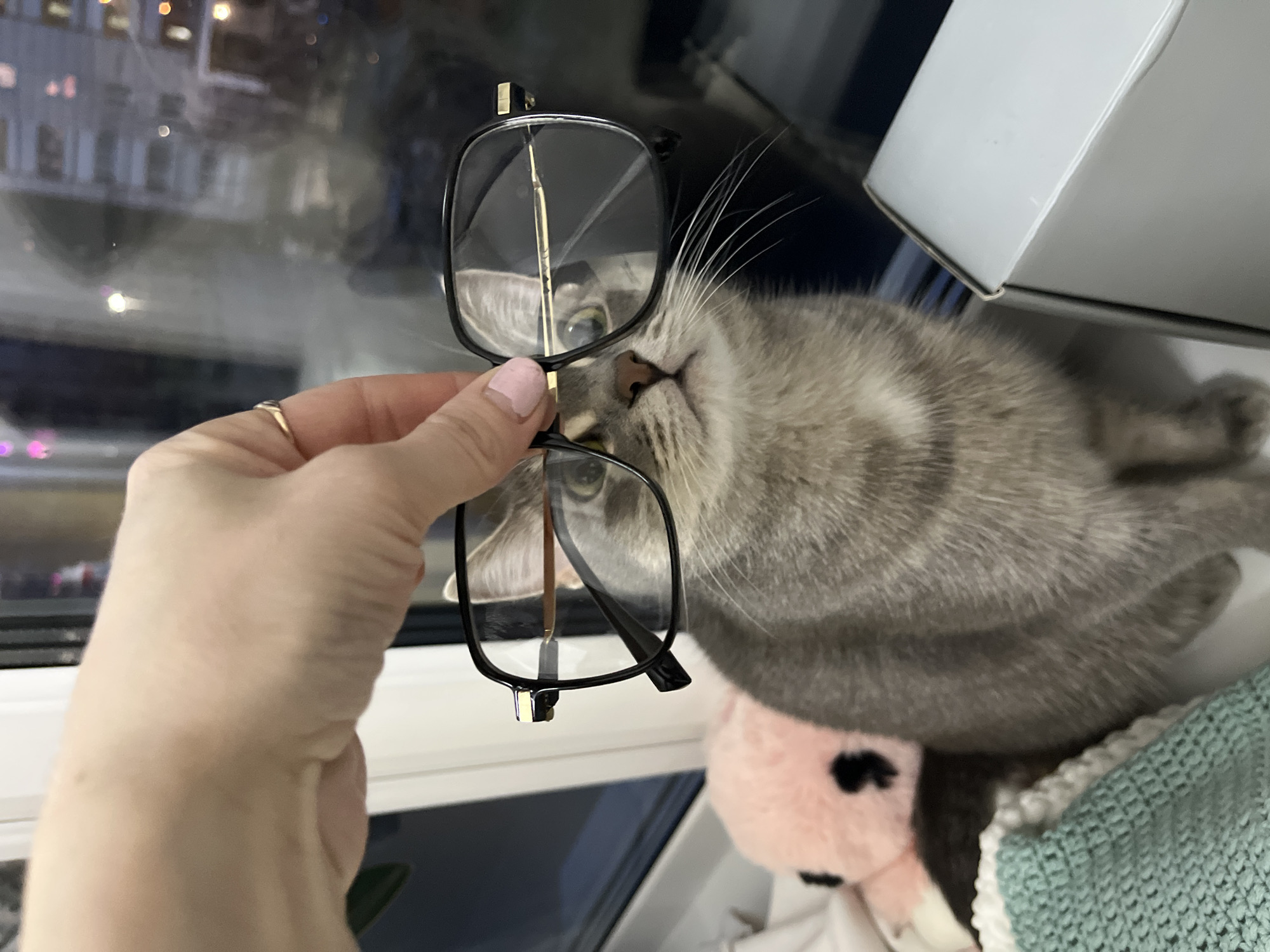 A close-up, eye-level shot captures a playful domestic scene indoors, set against the backdrop of a city at night in Chaikovsky, Russia. The primary subjects are a human hand holding a pair of eyeglasses, and a curious grey tabby cat.
The human hand, with light skin, light pink nail polish, and a simple gold ring on the fourth finger, holds black-framed, rectangular eyeglasses with gold accents. The glasses are positioned in front of the cat, almost as if inviting it to "wear" them.
The cat, a grey tabby with prominent whiskers, light eyes, and a pink nose, is lying on its side, looking up towards the eyeglasses. Its fur is soft and striped. Part of a white window frame or furniture is visible behind the cat and glasses. Through the window, blurred lights of buildings suggest it is evening or night time. Below the cat, a pink plush toy and a textured, light green knitted blanket are partially visible, indicating a cozy home environment.
No visible text is present in the image. The scene conveys a moment of lighthearted interaction between the human and the pet.