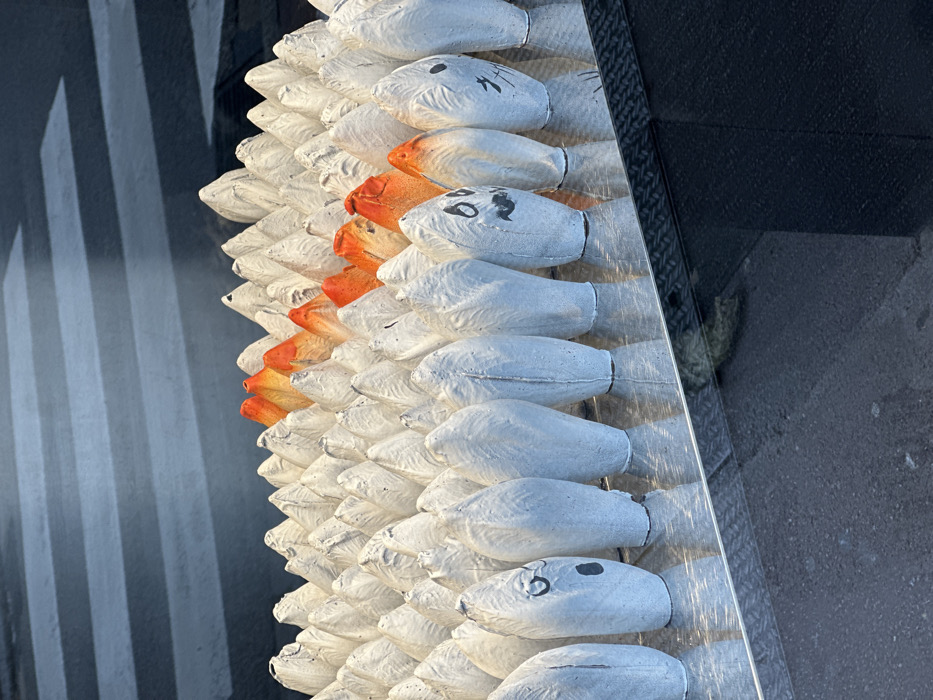 The image displays an artistic arrangement of hundreds of small, elongated, conical objects standing upright in dense rows on a highly reflective, flat surface. The objects are primarily off-white or light gray, resembling molded pulp material, possibly inverted individual egg carton cups. A diagonal band of approximately twenty to thirty orange-hued objects cuts through the white mass from the mid-left to the upper-right. Several off-white objects in the front row exhibit crudely drawn black facial features, including circular eyes and open mouths, consistent with ghost depictions. The reflective surface mirrors the objects and the dark asphalt ground below it. In the upper background, a pedestrian crosswalk with broad, parallel white stripes on a dark gray road surface is visible, illuminated by natural light casting shadows. This display is situated on a city street, likely within a storefront window or a public art space. The precise location within Saint-Germain-en-Laye, France, is not identifiable from the visual evidence.