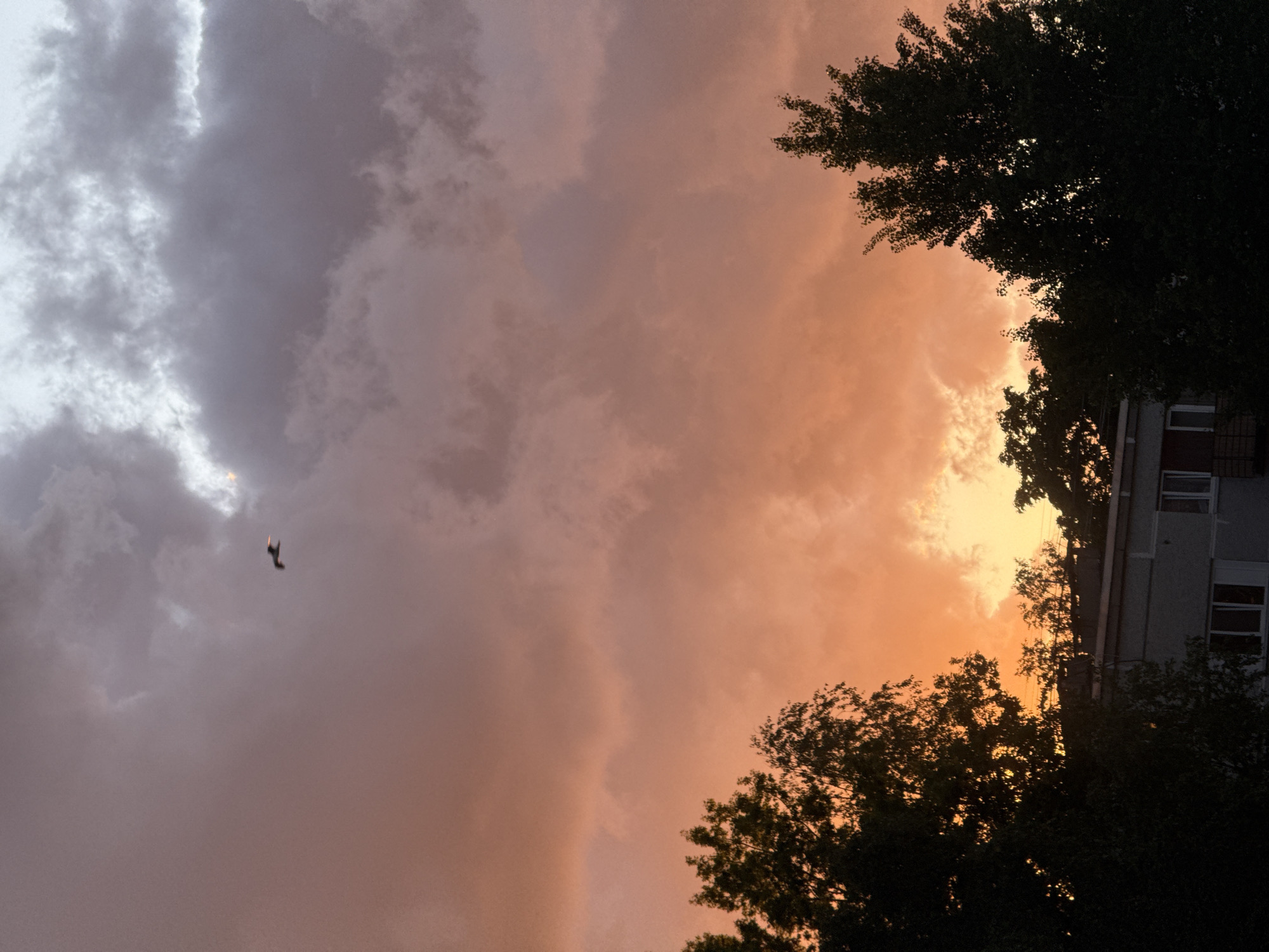 The photograph depicts a stormy sky over Riga, Latvia, featuring a dramatic contrast between dark, gray clouds on the left and bright, orange clouds on the right, presumably illuminated by the setting sun. The silhouettes of trees frame the sky on the right and lower portion of the image, partially obscuring a multistory building with visible windows. A bird is seen in flight against the stormy clouds. The photograph is taken from a low angle, looking upwards.