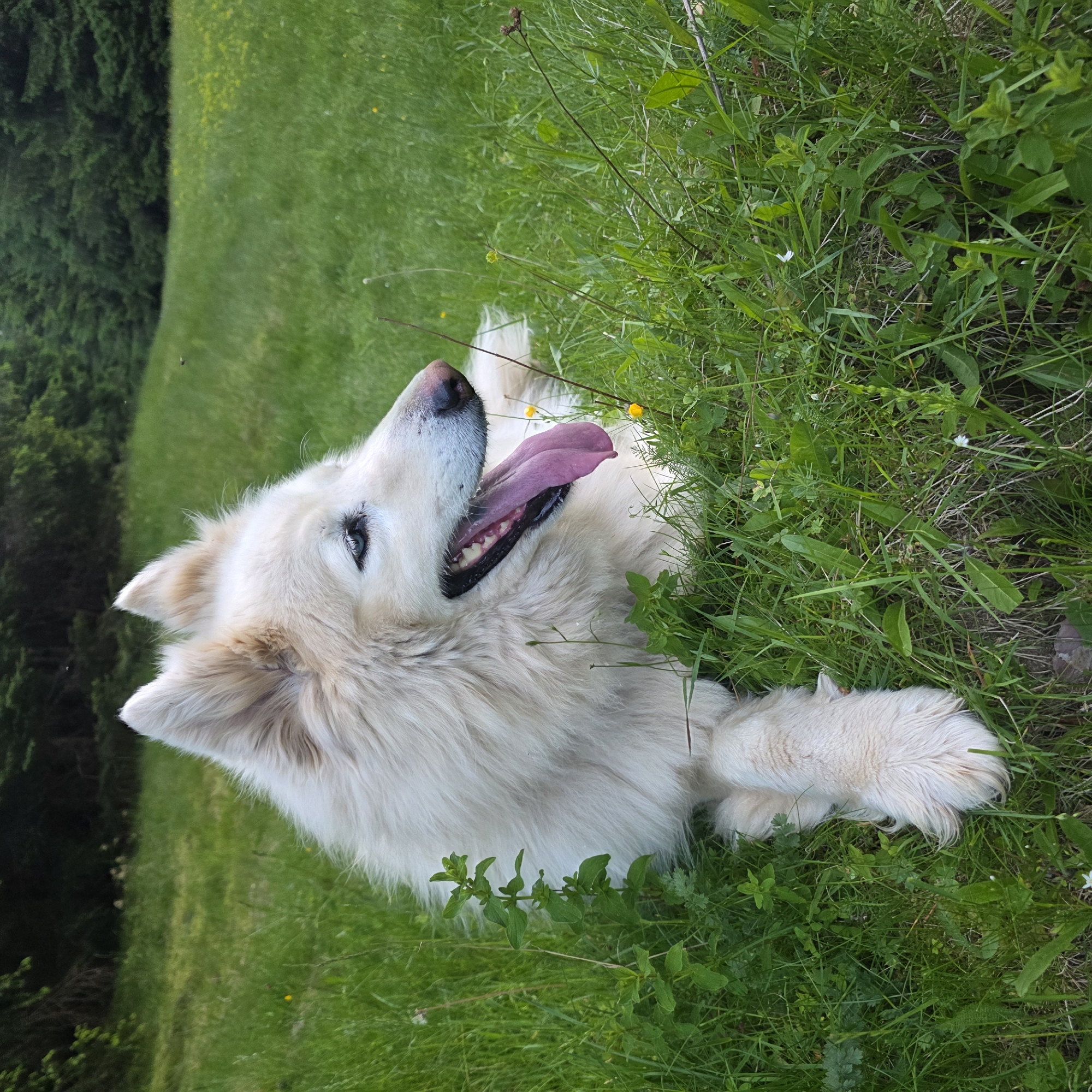 A fluffy white dog with its tongue out lies on a lush green grassy field. The dog is positioned on the left side of the frame, with its head turned to the right, looking slightly upwards and to the right. Its ears are perked up, and its eyes are open. In the background, there is a dense forest line. The image appears to be taken outdoors, possibly in a park or a natural setting. The location is specified as Smolevo, Bulgaria.