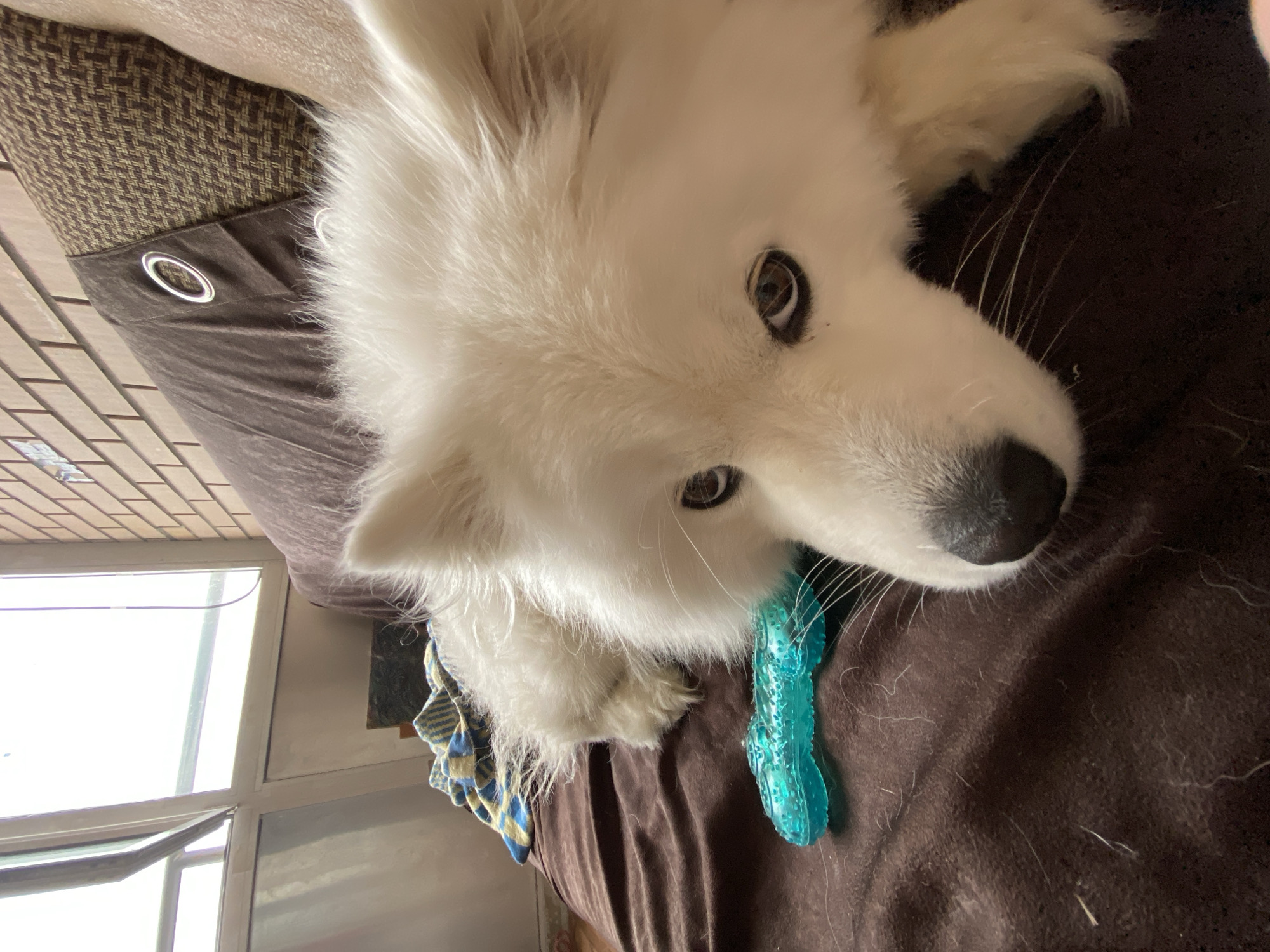 The image shows a white Samoyed dog lying on a brown sofa with a teal dog toy. The dog is facing the camera, with its head resting on its paws. The background shows a window with blinds, a brick wall, and a blanket. The scene appears to be indoors. There is no information available about the location in the city of Khabarovsk, Russia.