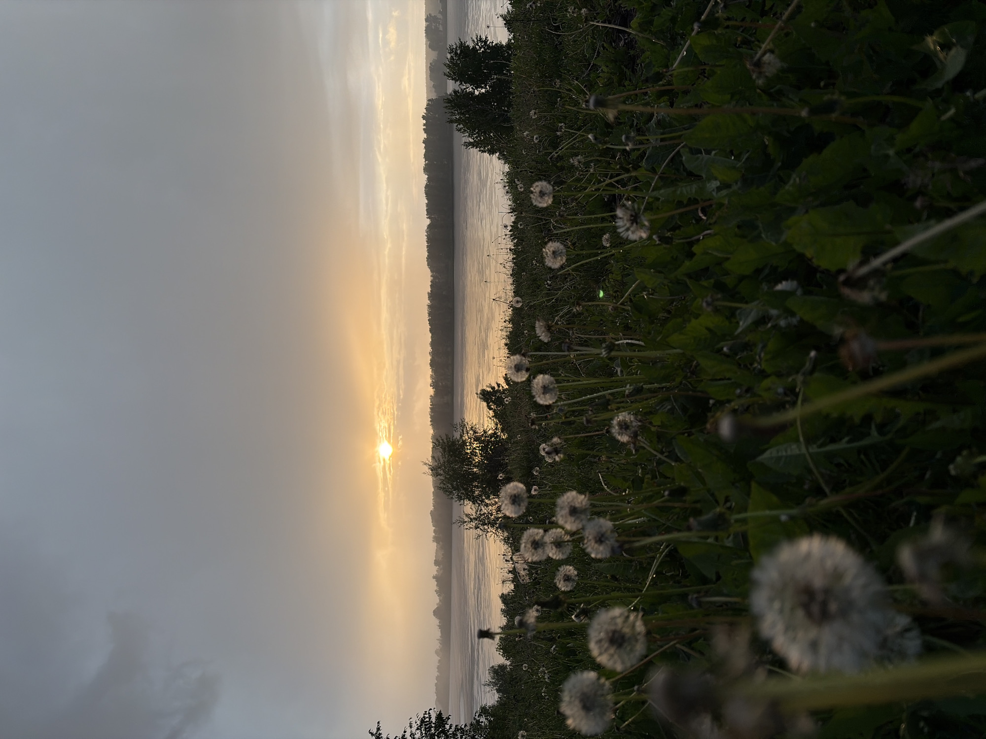 The image captures a tranquil landscape scene in Ольховка, Russia, at either sunrise or sunset. A wide body of water, possibly a river or lake, stretches horizontally across the middle ground, reflecting the soft light from the sky.
The sun, a bright, distinct orb, is low on the horizon, casting a warm, diffused orange-yellow glow across the sky, which transitions into a lighter gray further up. This warm light gently illuminates the scene, creating a peaceful atmosphere.
In the foreground, to the right, a lush expanse of green foliage is visible, densely populated with numerous dandelion seed heads in various stages. Many of these delicate dandelion "puffs" glisten with tiny dew drops, suggesting a cool, humid environment, possibly an early morning. Some dandelions are sharply in focus, while others are softly blurred, adding depth to the composition.
The banks of the water body are lined with dense trees and bushes, appearing dark green against the brighter sky and water. The water itself is calm, showing subtle reflections of the sky above. There is no human activity or visible text in the image. The overall impression is one of serene natural beauty and quietude.