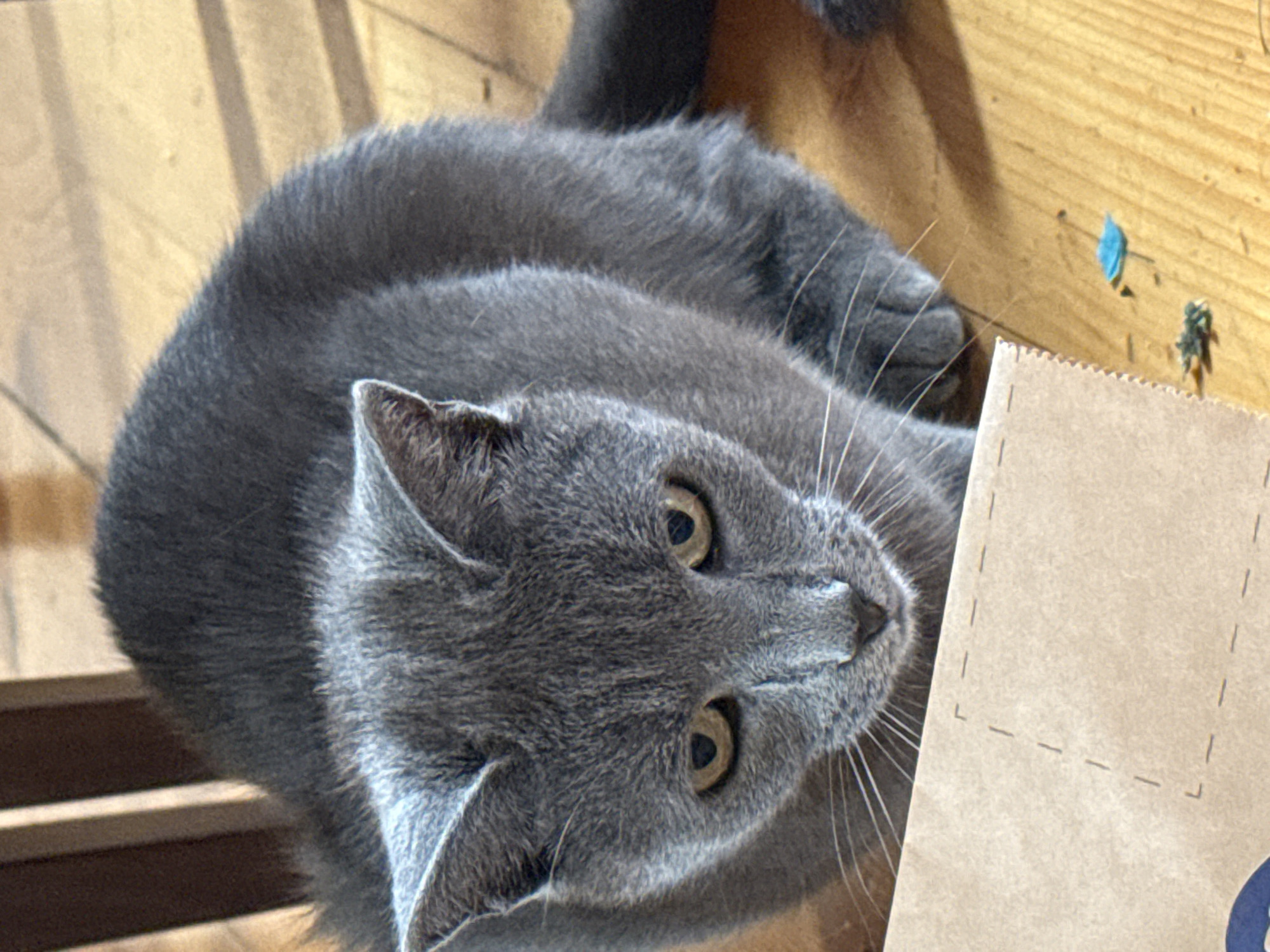 A grey cat with yellow eyes is sitting on a wooden floor next to a cardboard box. The cat is looking down at the box. There are some small objects on the floor near the box, including a piece of blue paper and some green debris. The background shows the leg of a wooden chair and the floor is made of light brown wood planks. The image is taken from a high angle, looking down at the cat. The overall lighting is warm, suggesting natural light coming from a window or a lamp. There are no people or other animals visible in the image. This scene does not provide any information to determine a specific location in the city of Sofia, Bulgaria.