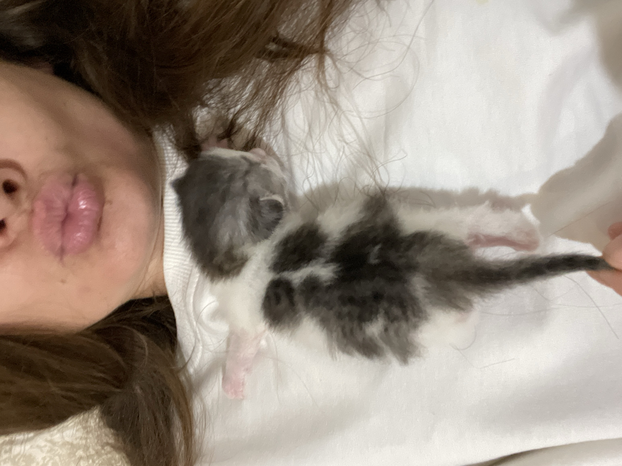 The image shows a close-up view of a person's face and torso, with a very young kitten held against their white sweatshirt. The person's mouth is pursed in a kissing gesture, and their long brown hair frames their face. The kitten is predominantly black and white, with grey markings. Its eyes appear closed, and its body is small and fragile. The background is soft and out of focus, but appears to be an indoor setting. The image does not contain any information about the city of Заречный, Russia.