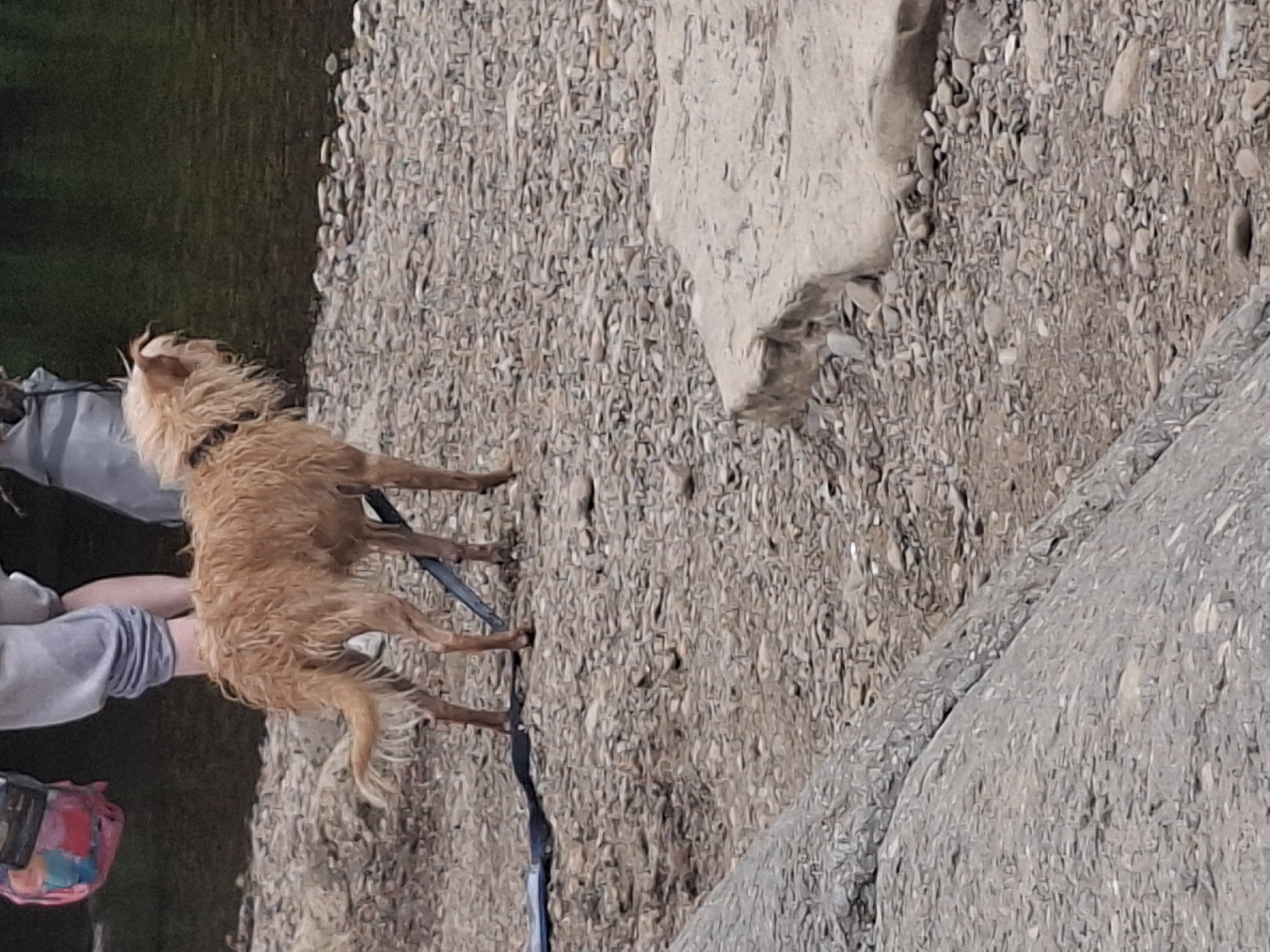 The image depicts a small, fluffy, light brown dog with a wet coat, standing on a rocky surface. The dog is wearing a black collar and is attached to a dark blue leash, which disappears off the right side of the frame. The dog's fur appears somewhat windswept. To the left of the dog, a person's arms and hands are visible. One hand is reaching towards the dog, and the other is holding a colorful bag with pink, blue, and yellow patterns. The person is wearing a light grey long-sleeved shirt.
The setting is outdoors, with a clear distinction between a dark green, grassy area on the left and a densely packed, stony ground on the right. Large, light-colored rocks are scattered across the stony area. A rough, grey, concrete-like surface is visible in the lower right quadrant of the image.
The image is oriented vertically, suggesting it was taken with the camera held in portrait mode. The lighting appears to be natural daylight, possibly indicating a daytime scene, though the specific time of day is not clearly discernible. The presence of the dog and person suggests an activity like walking or playing in an outdoor environment. No text is visible in the image. The overall impression is of a casual outdoor outing.