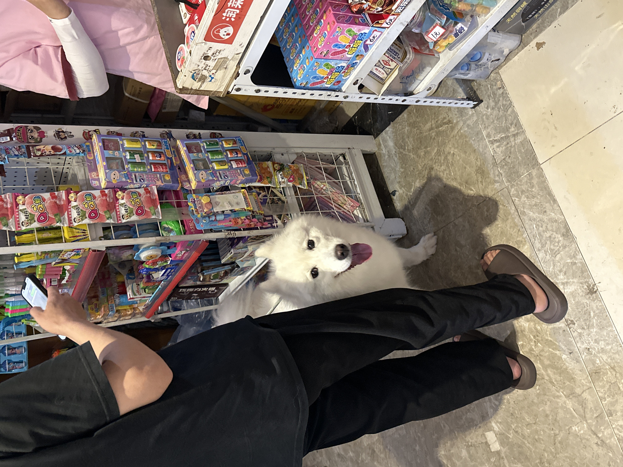 Observed from an elevated angle, a dog, likely a Samoyed, rests beneath a wire shelf stocked with sweets and snacks. A person wearing dark pants and brown sandals holds a mobile phone, facing the dog. The location appears to be a retail space, possibly in the Chongqing High-tech Zone, China, based on the presence of Chinese packaging on the shelves.