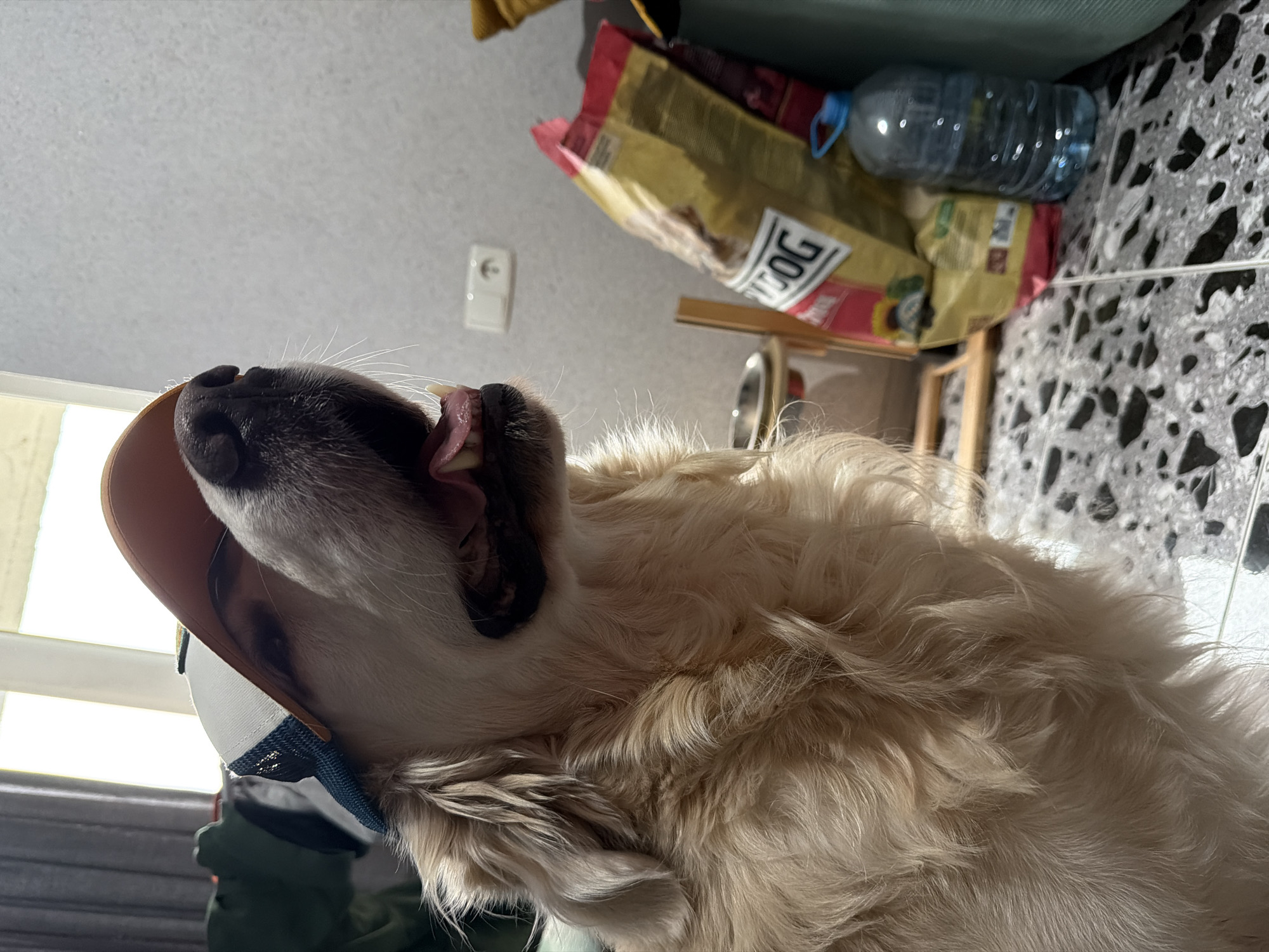 The image captures a light-colored, long-haired dog, likely a Golden Retriever or similar breed, lying on its back or side and looking upwards. The dog is wearing a baseball cap with a light brown/tan crown and a dark blue/grey brim. Its mouth is wide open, revealing its pink tongue and white teeth, suggesting it might be panting, yawning, or looking intently at something above it.
In the background, a bright window with drapes is visible, allowing natural light to stream in, indicating it is daytime. Above the dog's head, a light-colored wall features a white electrical outlet. Further into the background, a large bag of dog food, predominantly yellow and red with the text "DOG" clearly visible, rests near a clear plastic water bottle with a blue cap. Below these items, a patterned floor, resembling grey and black terrazzo, is visible. The scene depicts a casual indoor setting, likely a home in Tbilisi, Georgia.
