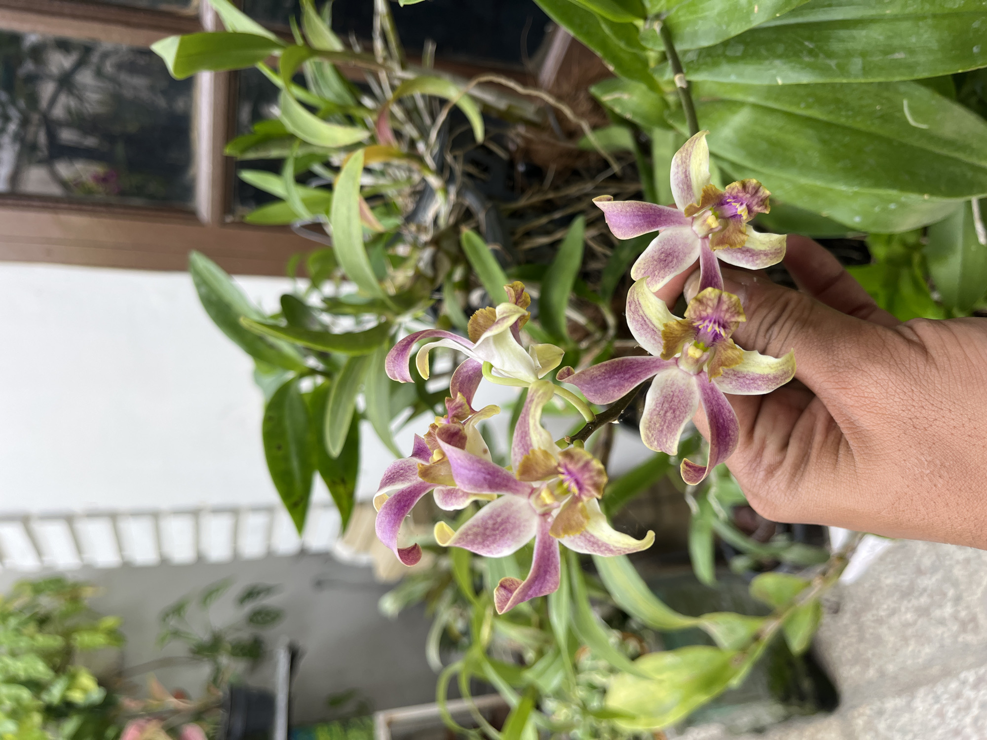 A person's hand is holding a cluster of pink and yellow orchids with green leaves. The orchids are the focal point of the image. The background includes other plants and a glimpse of a building with a window. The location is Lhokseumawe, Indonesia.