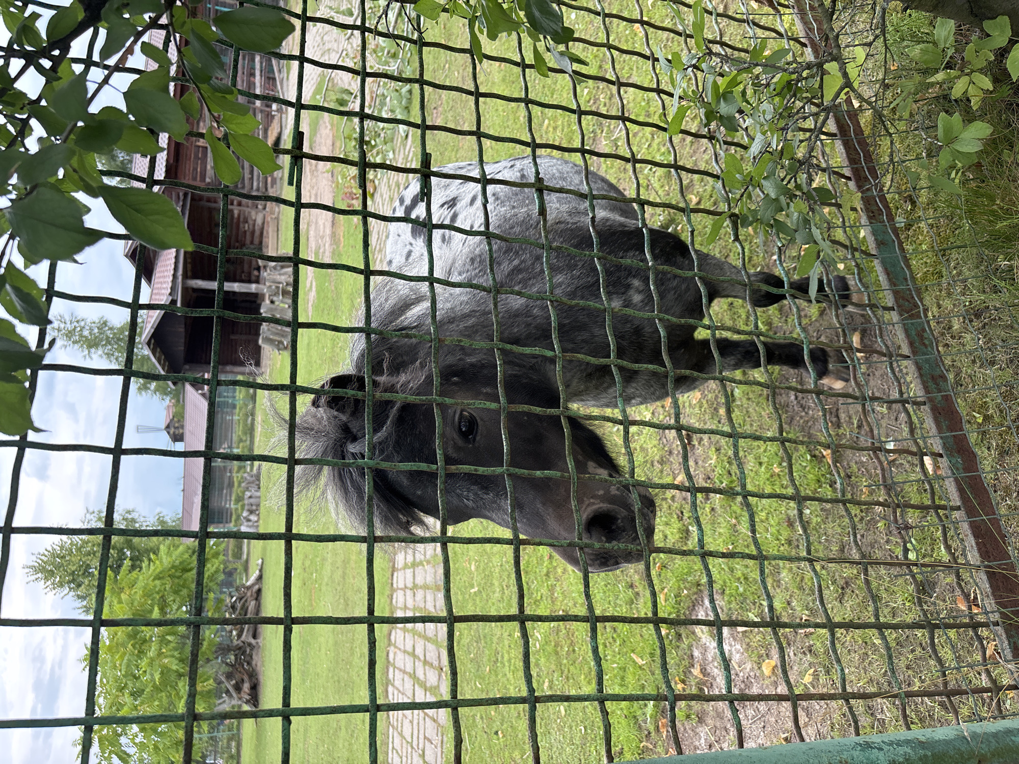A dappled gray pony stands behind a green wire fence in a grassy enclosure. The pony is facing left, with its head turned towards the camera. Its mane is dark and somewhat disheveled. In the background, a wooden building with a reddish-brown roof is visible, along with trees and a cloudy sky. The ground in the enclosure is covered in grass, with some fallen leaves. The scene appears to be outdoors, possibly at a farm or a zoo. The location is identified as Ignatovo, Russia.