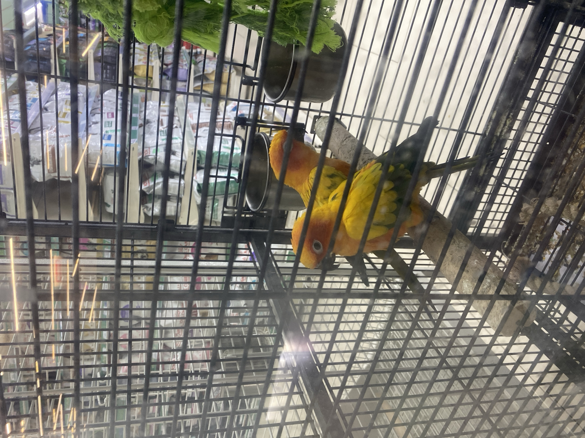 A medium indoor shot depicts two parrots perched on a branch inside a black wire cage. The parrots have orange heads and yellow and green plumage. A metal bowl with green vegetation is positioned above them inside the cage. Bags of products are visible through the cage bars in the background.