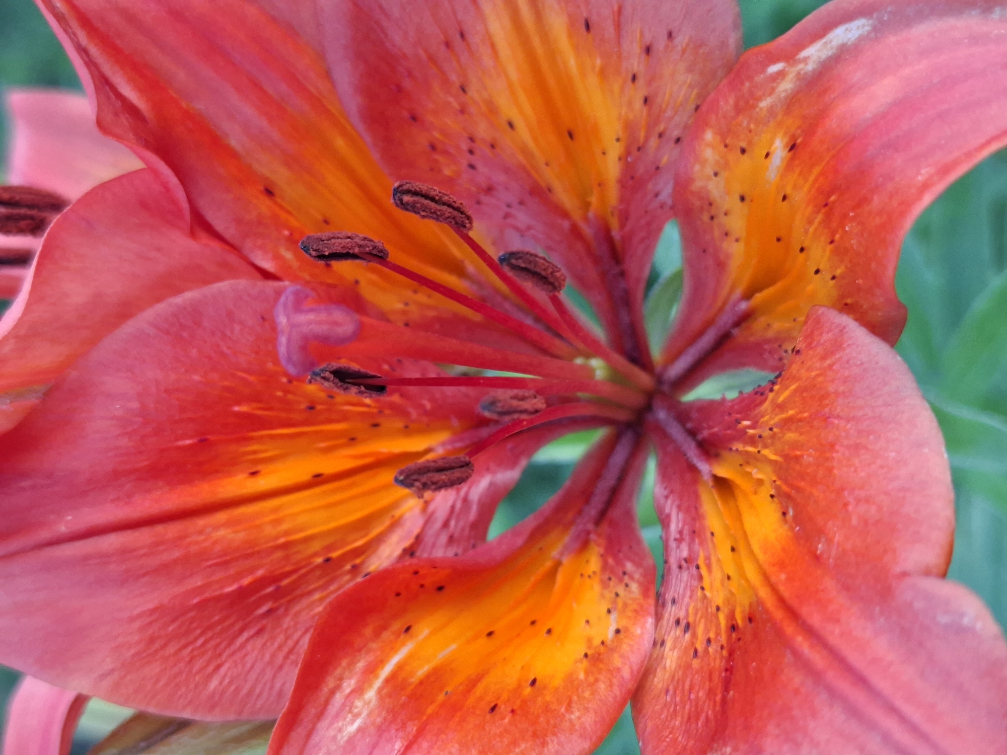 The image is a close-up, macro photograph of the center of a vibrant red and orange lily flower. The petals are broad and curved, with a gradient of color from deep red on the outer edges to bright orange towards the center. Small, dark speckles are scattered across the orange areas of the petals. The flower's reproductive parts are clearly visible, including several dark brown anthers tipped with pollen, and a central pistil with a pinkish-purple stigma. The background is softly blurred green, suggesting foliage. The image does not contain any elements or context that would allow for the identification of a specific location in the city of Karsha, Russia, or any people, actions, or interactions. It is solely a botanical close-up of a flower.