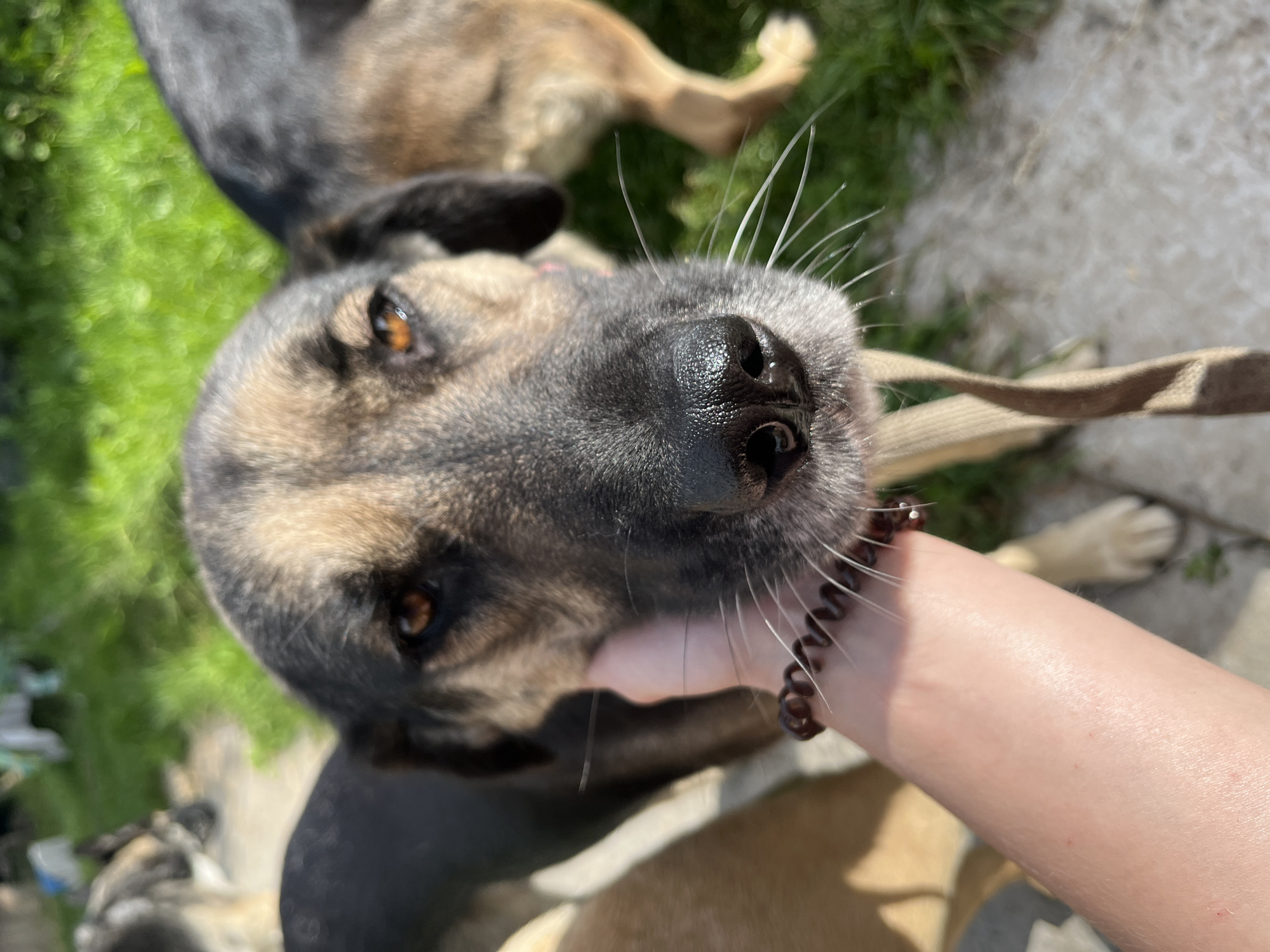This image shows a close-up of a dog's face, with a human hand gently touching its muzzle. The dog appears to be a mixed breed, possibly with German Shepherd ancestry, characterized by its tan and black fur, intelligent brown eyes, and prominent whiskers. The dog is wearing a tan collar. In the background, another dog is partially visible, and green grass and a concrete pathway suggest an outdoor setting. There is no visible indication of the location being Nizhny Tagil, Russia.
