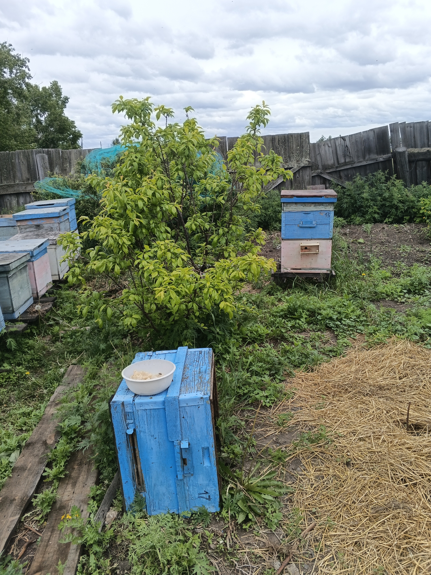 This image depicts an apiary, likely in Kamenno-Angarsk, Russia. The scene is outdoors, with a wooden fence in the background and a cloudy sky overhead. Several beehives, painted in various colors including blue, pink, and light green, are arranged in rows. A lush green tree with abundant foliage stands prominently in the center of the frame. In the foreground, a blue beehive supports a white bowl filled with what appears to be a light-colored food substance. A single bee is visible on the edge of the bowl. To the right of the beehive, a pile of dry straw is present. The ground is covered with grass and some soil. The overall impression is one of a working apiary in a rural or semi-rural setting.