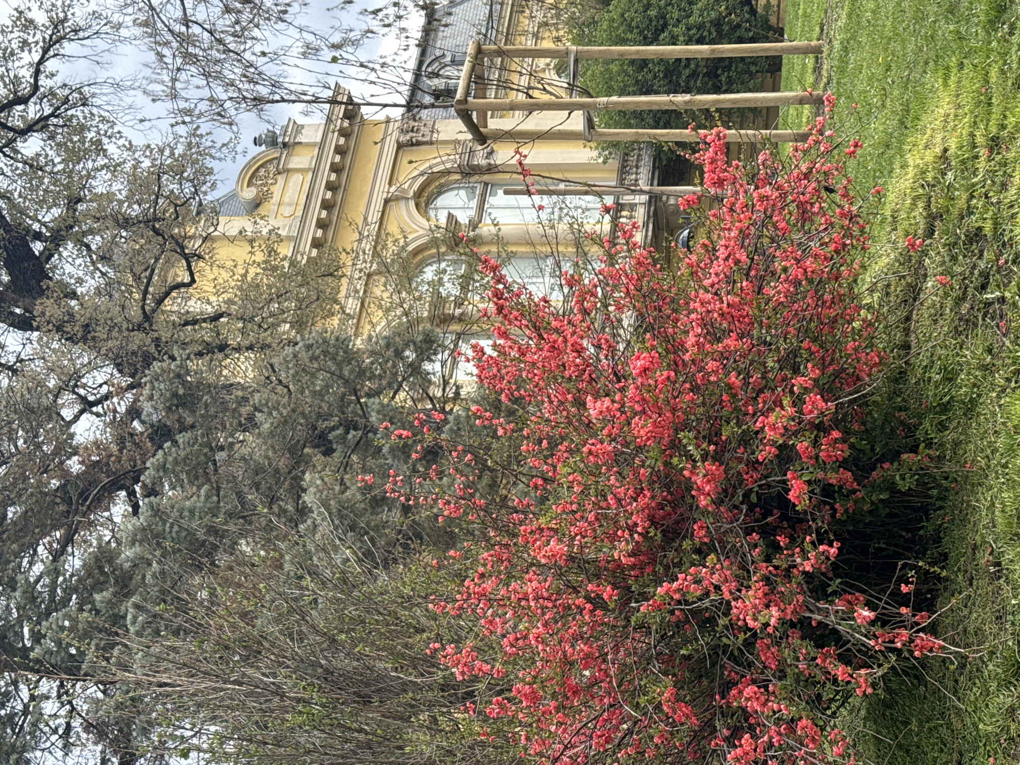 A horizontal shot shows the architecture, landscape, and vegetation in the city of Sofia, Bulgaria. A large red-pink shrub is in the foreground, and behind it is a yellow building with windows and decorations. A wooden structure partially obscures the building. Bare trees are on the left and green grass on the right. The sky is cloudy.