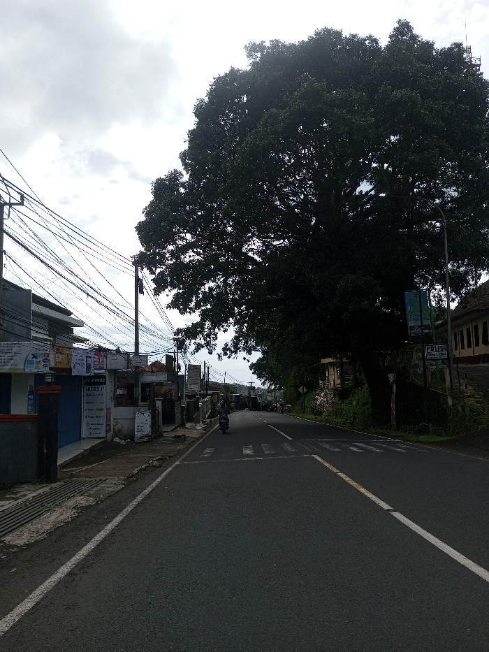 The scene is identified as being in the city of Domphoog_Dungkarchhoeling, Bhutan. The image displays a two-lane asphalt road extending into the distance under an overcast sky. The road features a continuous white line along its left edge and a dashed yellow line separating the two lanes. A white pedestrian crosswalk is visible on the road surface in the midground.
On the left side of the road, a sidewalk fronts a series of single and two-story buildings, which appear to be commercial establishments. These buildings display numerous signs, some with text visible, suggesting retail or service operations. Multiple utility poles rise from the sidewalk, supporting a dense, complex network of overhead electrical or communication wires spanning across the street.
On the right side of the road, a large, mature tree with a dense, dark green canopy dominates the midground, obscuring much of the background foliage and structures on that side. A street lamp post is positioned near the tree. Further down the road, portions of buildings with traditional-style tiled roofs are partially visible behind the tree and additional greenery.
A single individual, wearing a helmet, is operating a dark-colored motorcycle, traveling away from the viewer in the right lane of the road. No other individuals or vehicles are clearly discernible in the immediate vicinity. The environment suggests an urban or semi-urban setting during daytime hours, characterized by infrastructure, commercial activity, and significant natural elements.