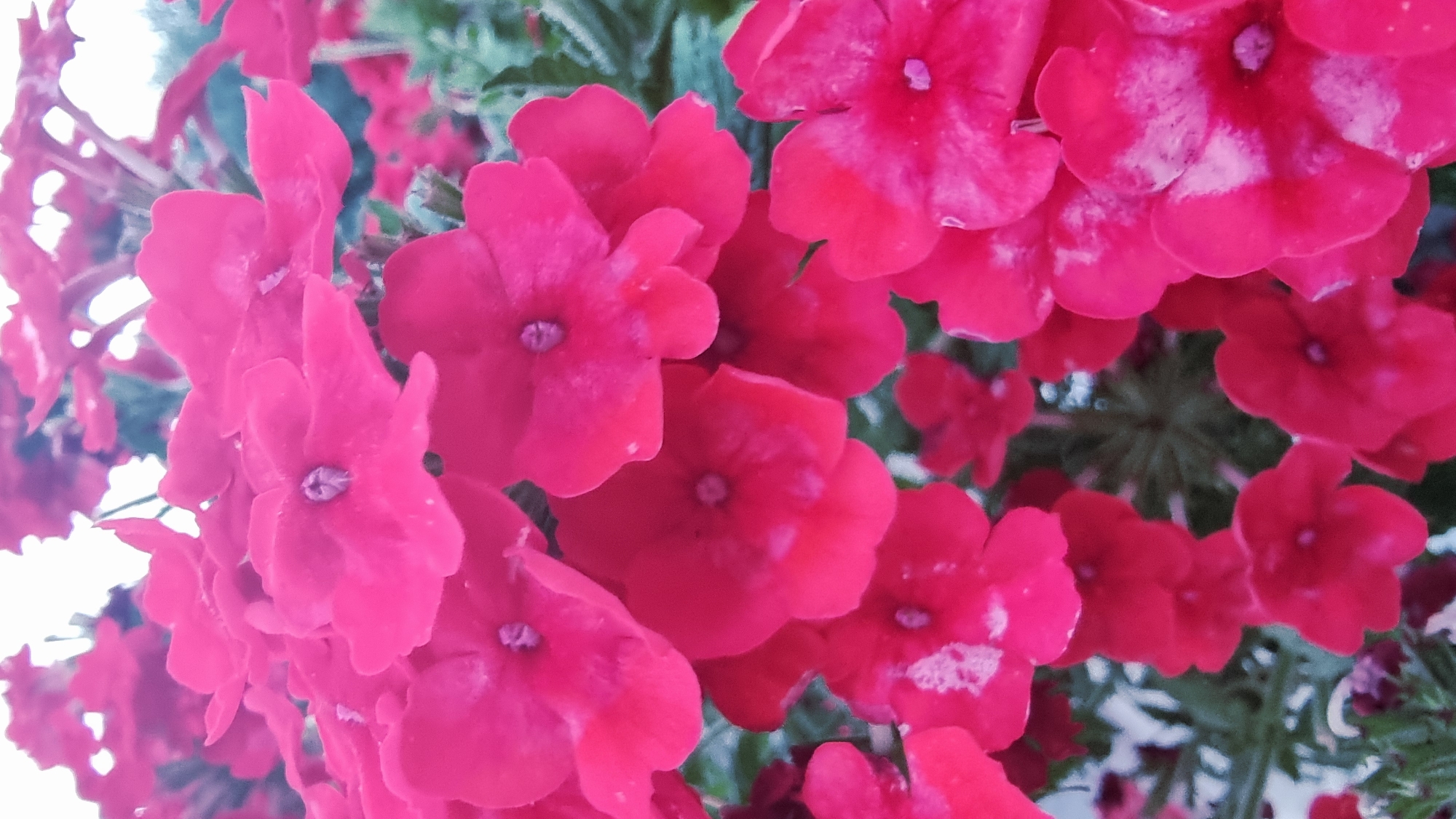 A close-up, slightly out-of-focus shot features a cluster of vibrant pink verbena flowers. The blooms are tightly packed, with multiple petals forming a star-like shape, each containing a small, darker pink center. Some of the petals show lighter, almost white, mottling. The background is a soft blur of green foliage and a pale sky. The image appears to have been taken outdoors, possibly in a garden or public space. There is no indication of people or specific urban landmarks that would place it in La Canya, Spain.