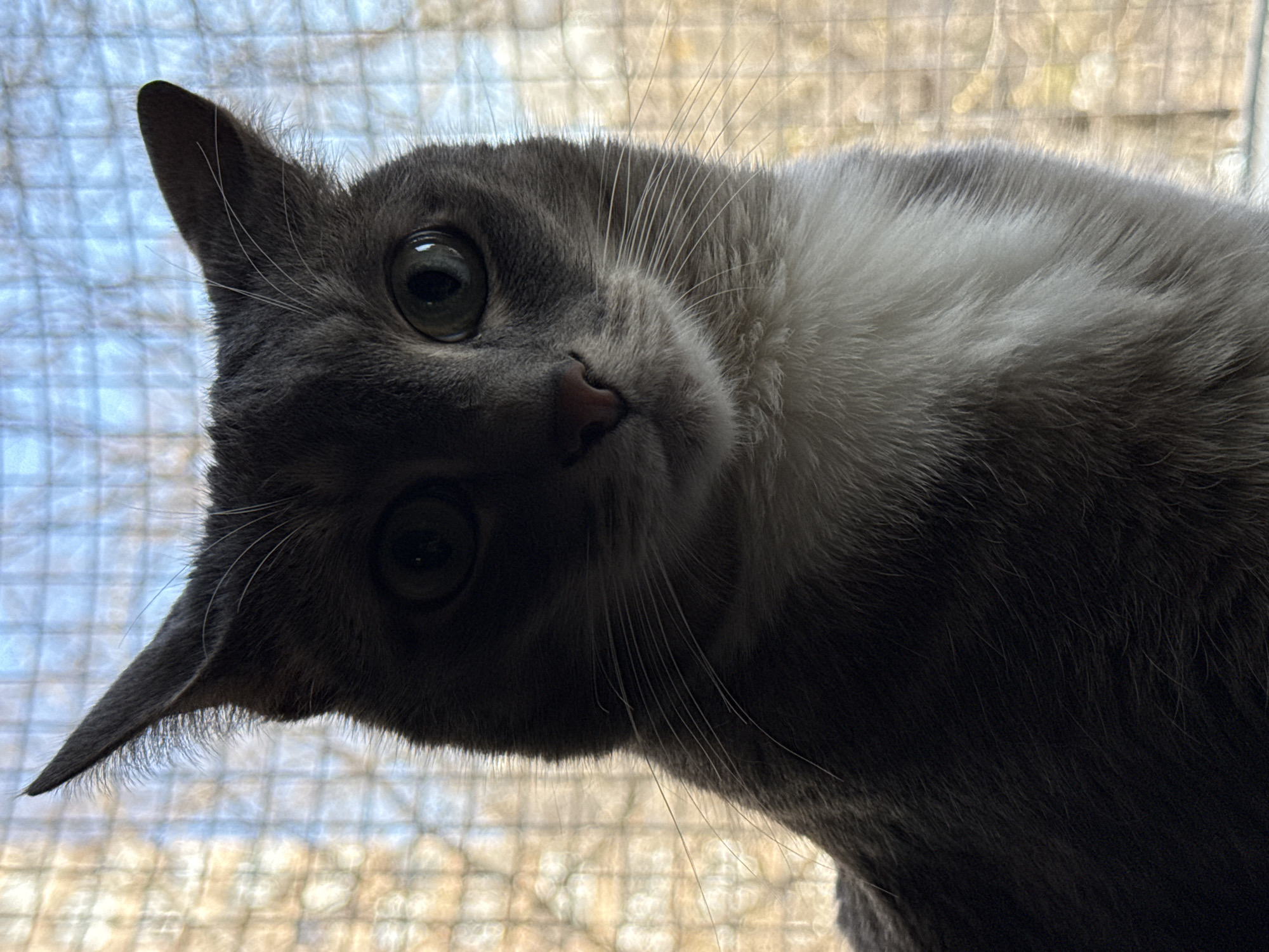A gray and white cat with green eyes looks directly at the camera, head tilted to the left. The background shows a blurred window with a grid pattern. The lighting is dim, casting shadows on the cat's face. The cat's whiskers are visible and prominent. There is no indication of Moscow, Russia.