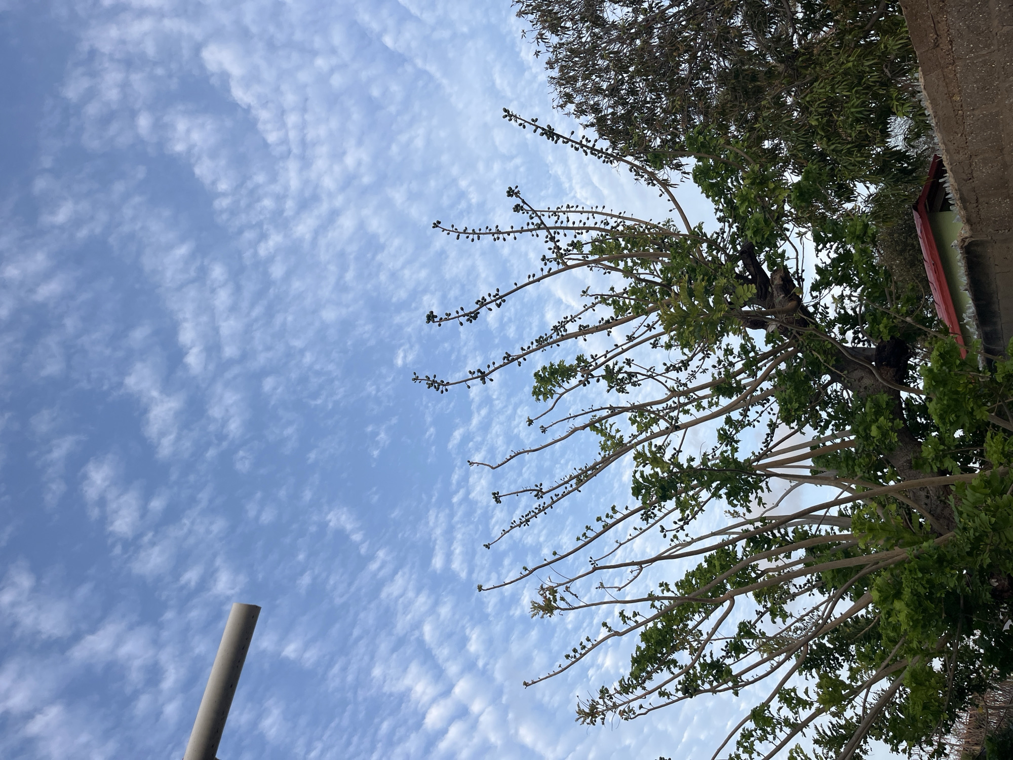 The image shows a view looking upwards towards a partly cloudy, light blue sky. In the lower left corner, a light gray cylindrical pole is visible. Extending into the right side of the frame are the branches and foliage of several trees. The vegetation appears to be a mix of mature trees with both light green leaves and darker, denser foliage higher in the frame. The edge of a building is visible near the trees, and the overall environment appears to be an outdoor setting in Juan Griego, Venezuela.