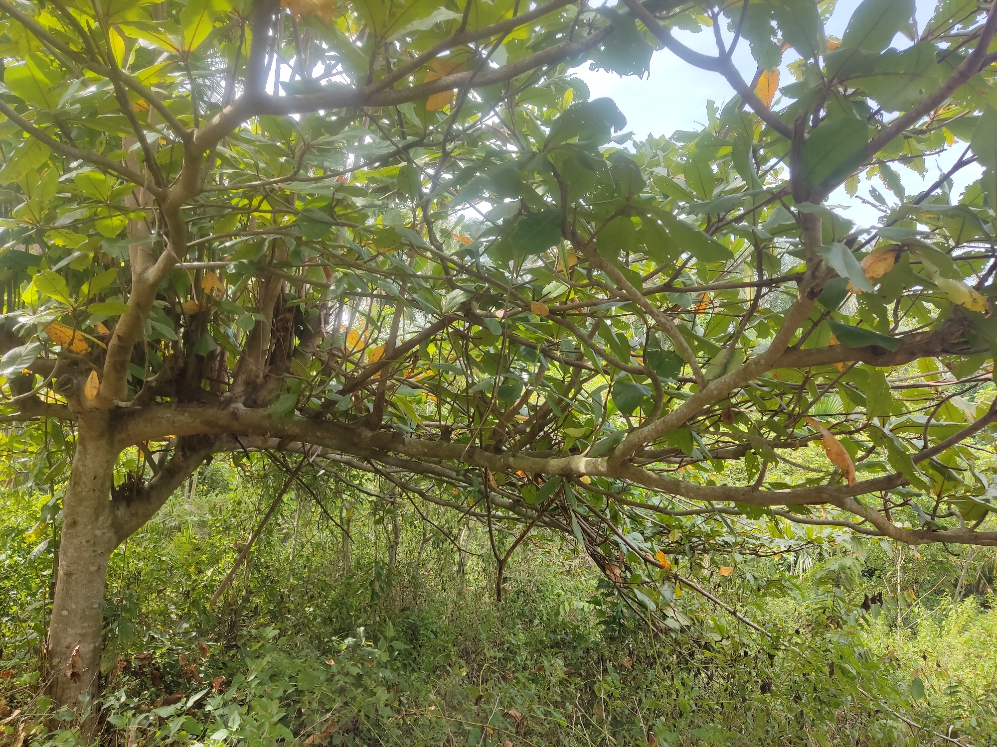 A low-angle shot captures the dense foliage of a tree, with its branches extending across the frame. The leaves are a vibrant green, with some showing signs of autumnal yellowing and browning. The tree trunk, textured and light gray, is visible on the left side of the image. In the background, a lush green undergrowth of bushes and smaller plants fills the scene, suggesting a natural, uncultivated environment, possibly a garden or a natural reserve within the city of Payadua, Indonesia. The sky above is a pale blue, partially obscured by the leaves. There are no people or animals visible in the image.
