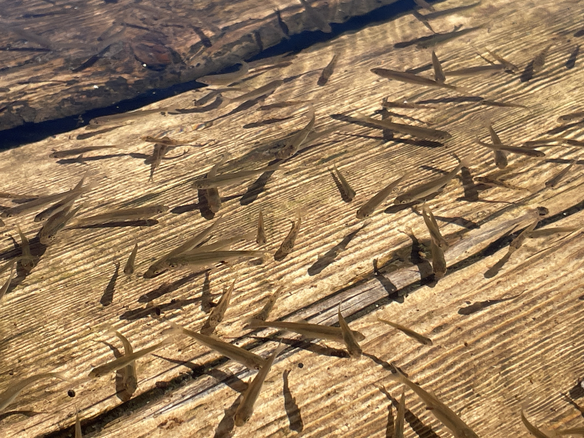 The image shows a school of small, slender fish swimming in shallow, clear water over a wooden surface. The wooden surface appears to be a pier or submerged planks, with visible grain and texture. The water reflects sunlight, creating bright spots and shadows on the wooden bottom. The fish are mostly uniform in size and coloration, appearing silvery or translucent. They are oriented in various directions, suggesting movement within the school. The scene is likely a natural or semi-natural environment, possibly a lake or riverbank. Without further information, the specific location within Ruza, Russia, cannot be determined from the image alone.